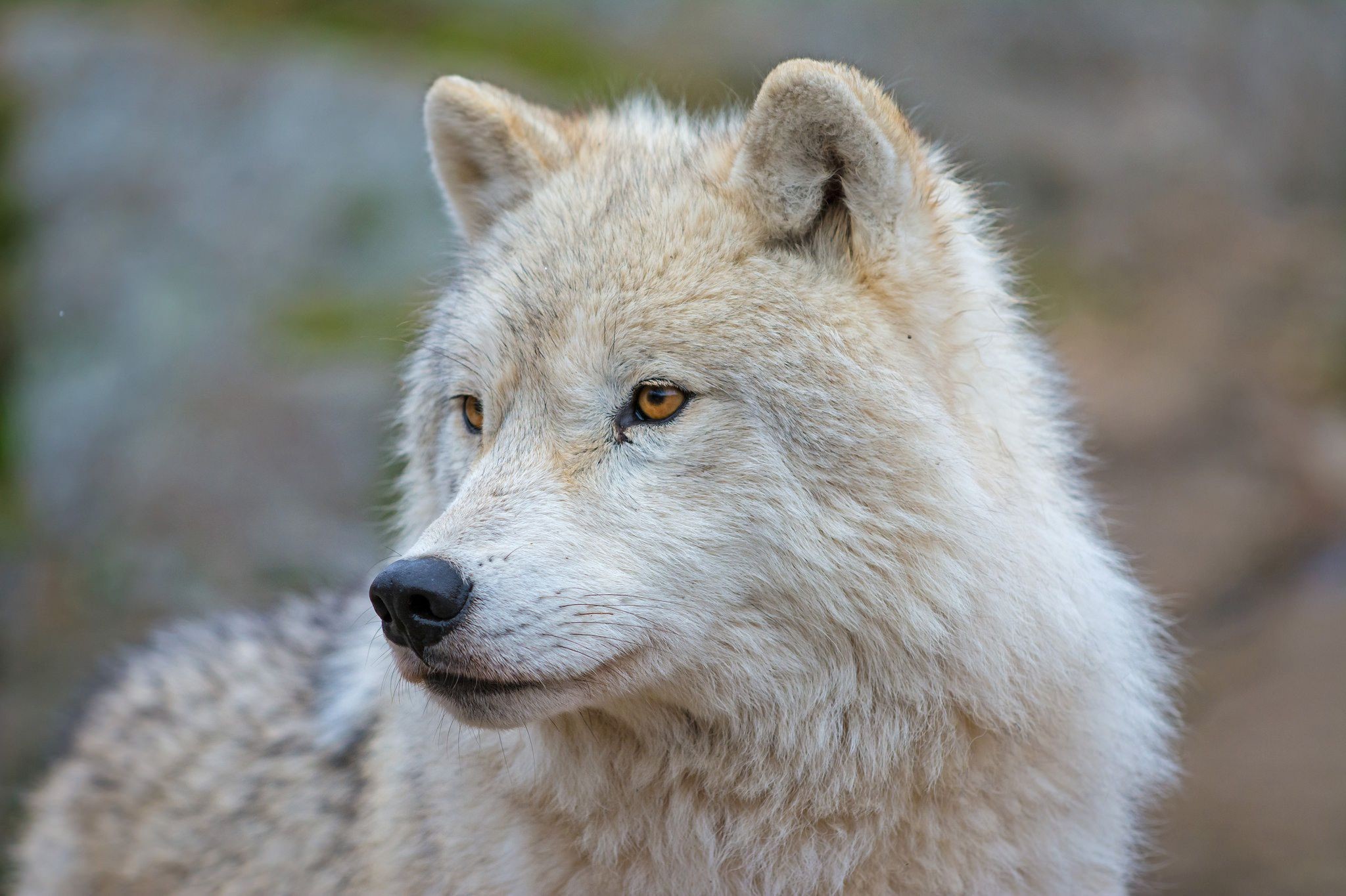 Волк евразии. Мелвильский островной волк. Arctic Wolf (Арктический волк). Арктический Полярный волк. Мелвильский островной волк фото.