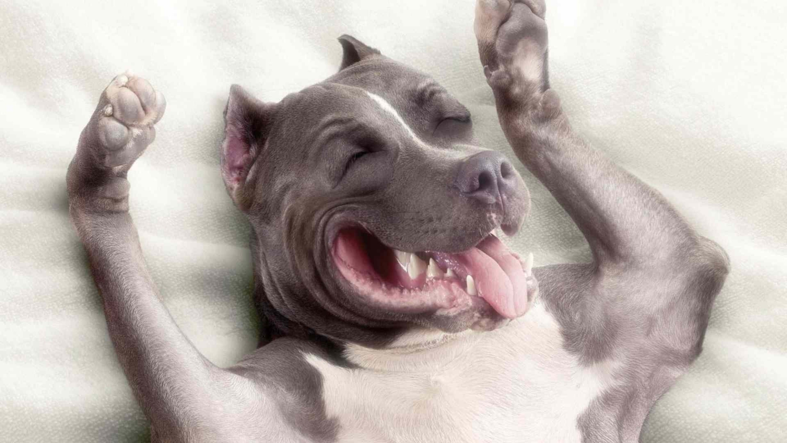 Pitbull Dog Wallpaper ·① WallpaperTag