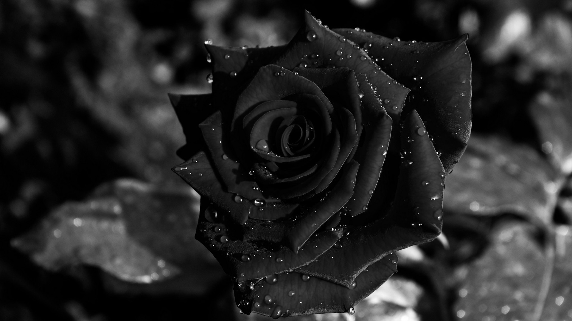 Black Rose Wallpaper Wallpapertag