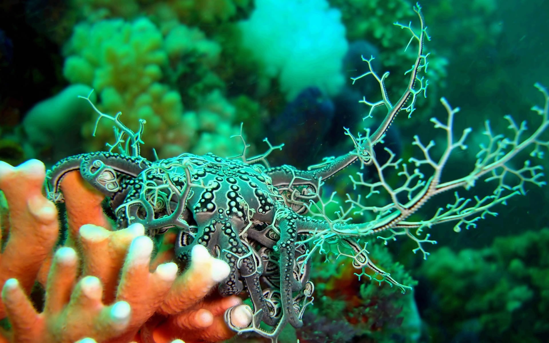 Водоросли и рак. Морские водоросли на рифе. Голожаберные моллюски. Подводный мир. Морские кораллы.