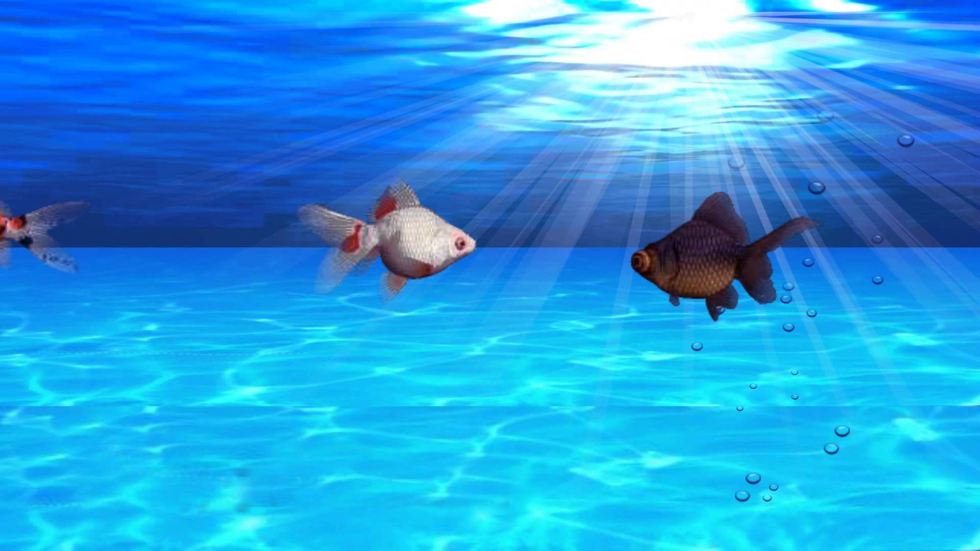 Живые плавающие обои. Живые рыбки. Скринсейвер рыбки. Движущиеся картинки на рабочий стол. Обои плавающие рыбки.