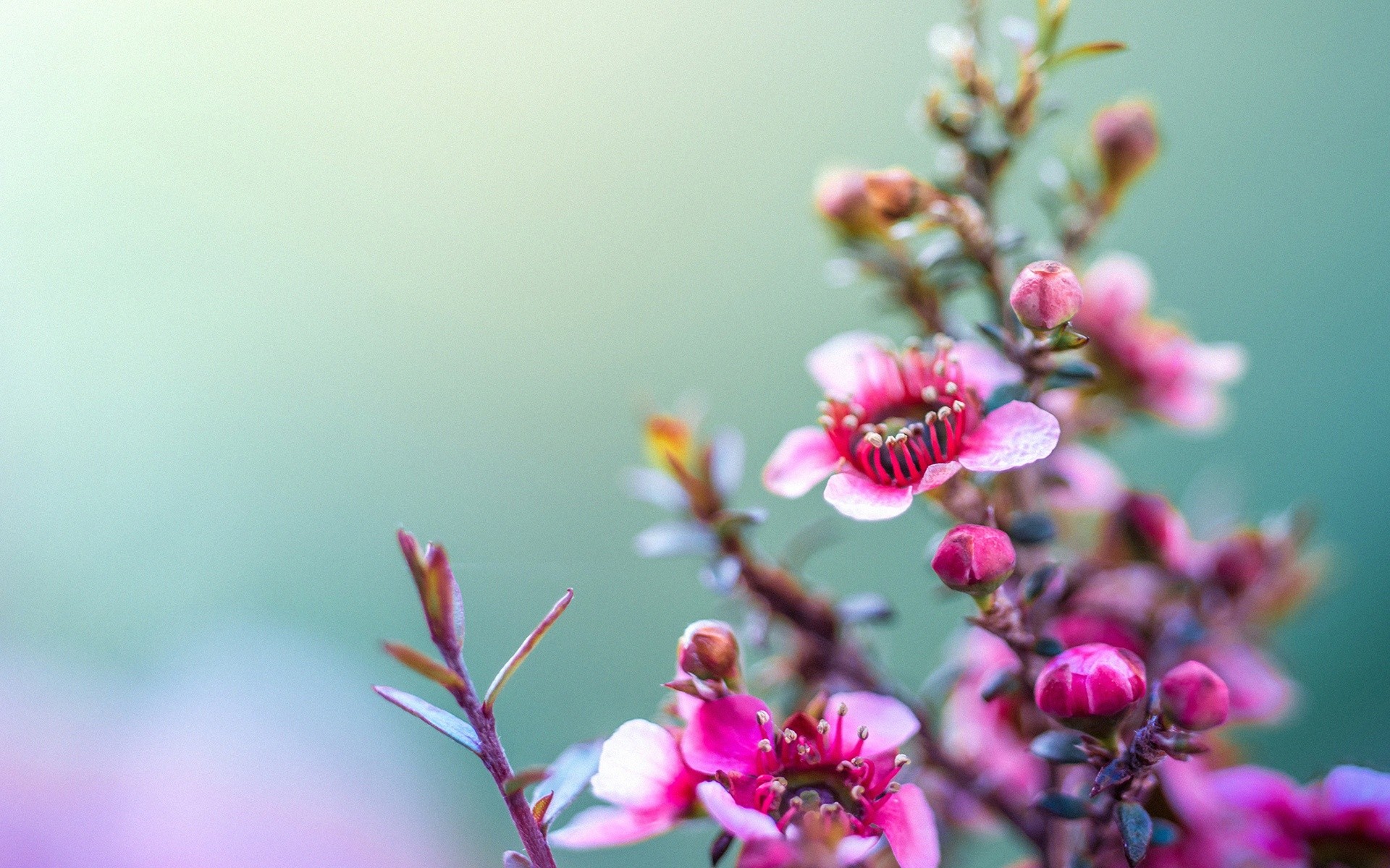 Manuka flower, Leptospermum, Macro photography, Pink blossoms, Teal background, PC wallpaper