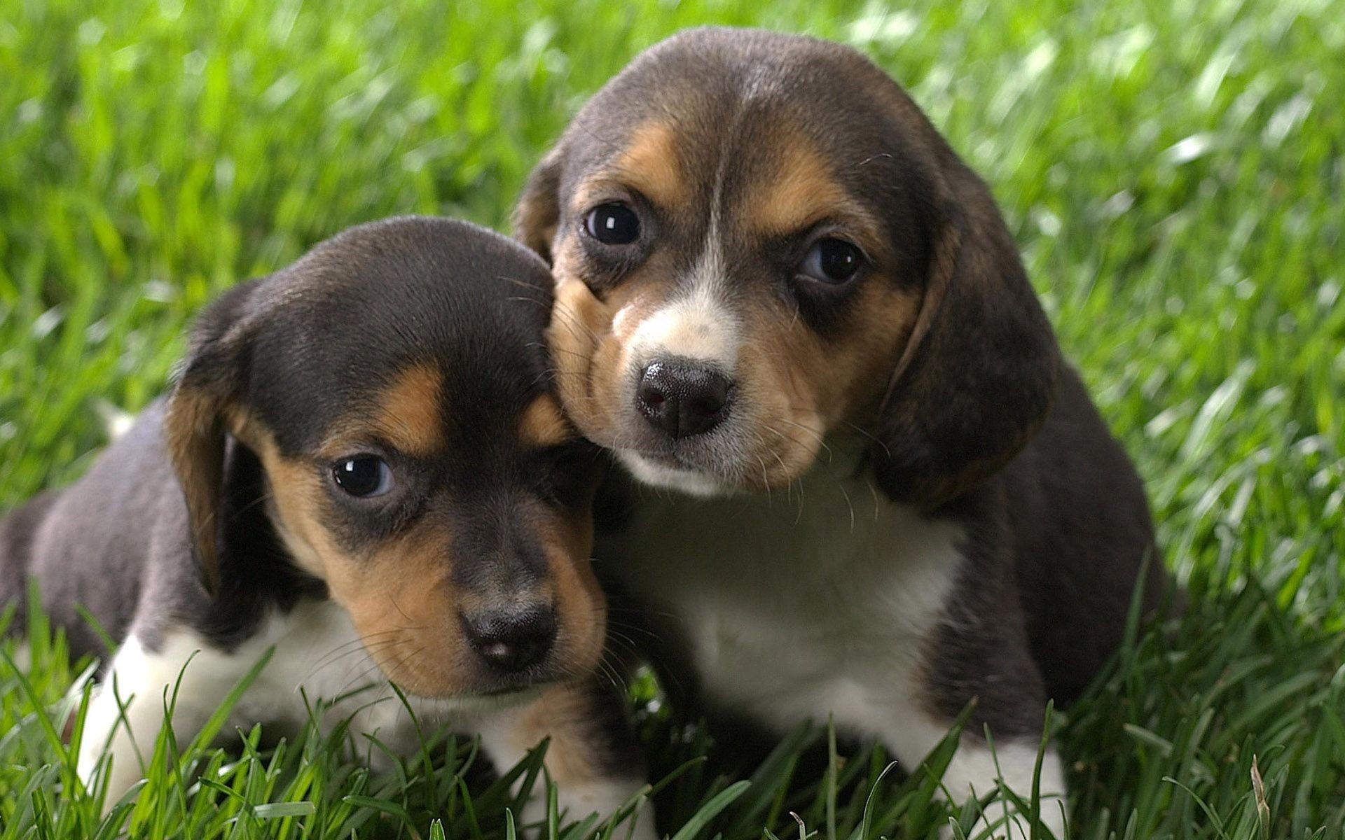 Very Cute Baby Puppies Beagles