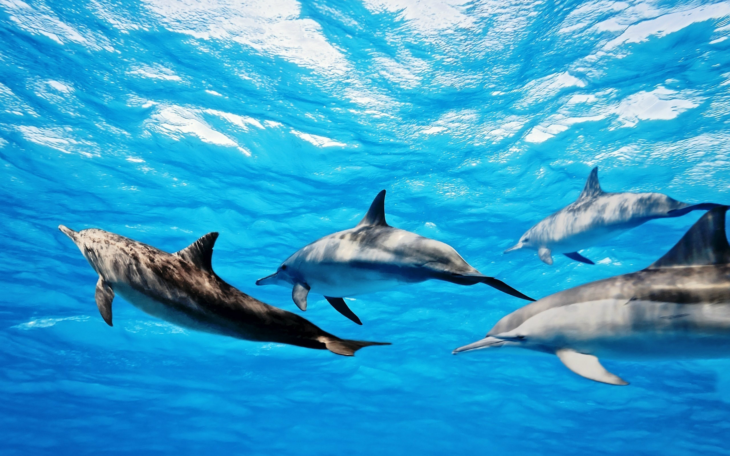  Cute  Dolphin  Wallpaper    WallpaperTag