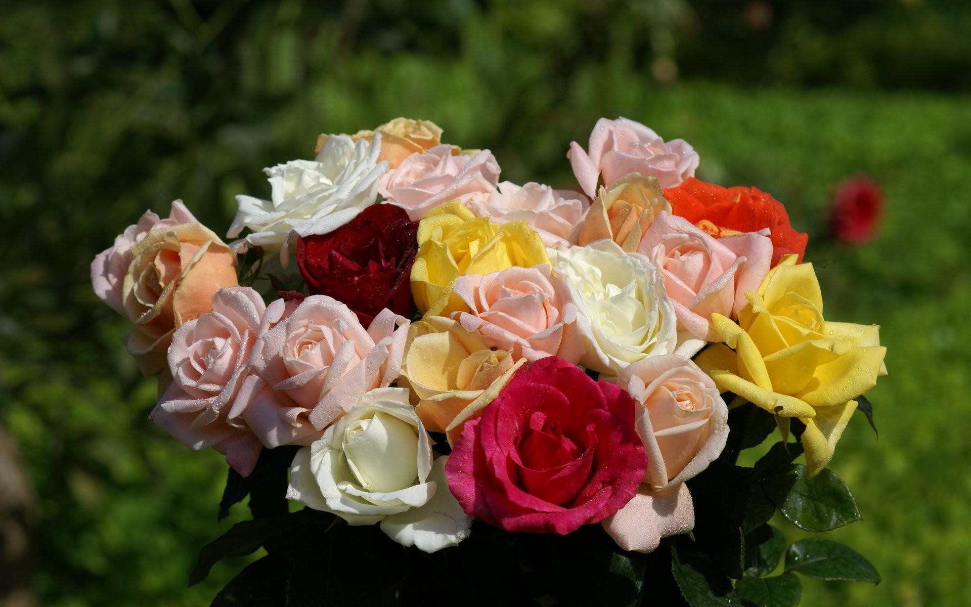 Beautiful rose flowers. Букет роз разных оттенков. Разноцветные розы. Шикарные цветы.