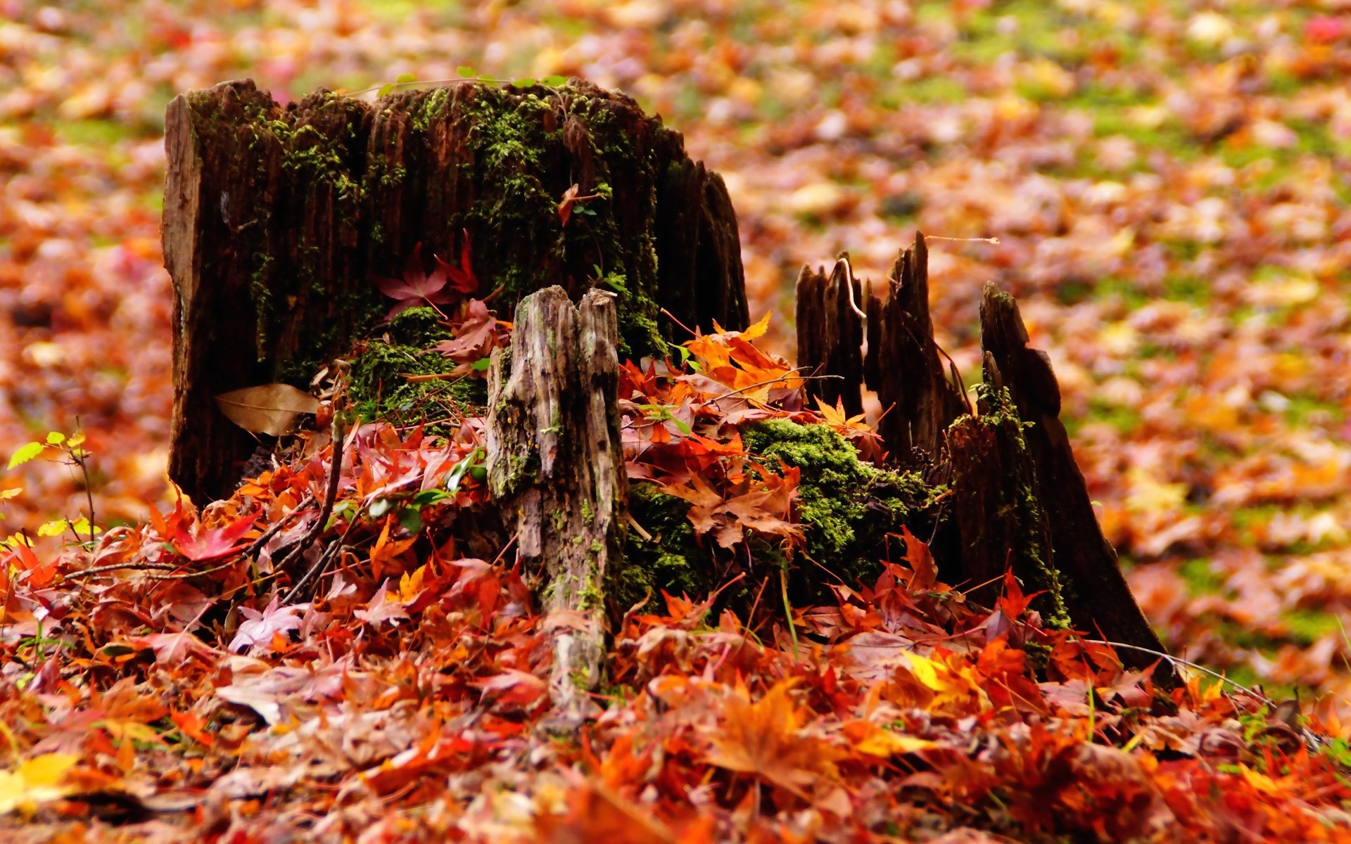Опавшие листья терпеливо. Пень в осеннем лесу. Пень в лесу осенью. Пенек с листвой. Осенний пенек.