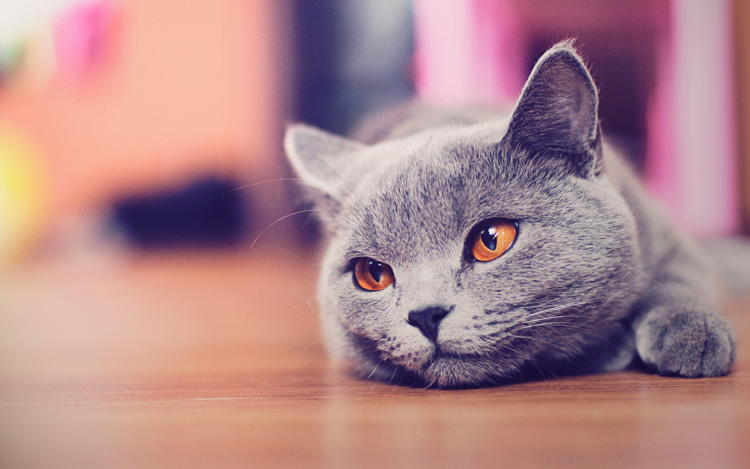 Cat wallpaper ·① Download free stunning backgrounds for desktop and