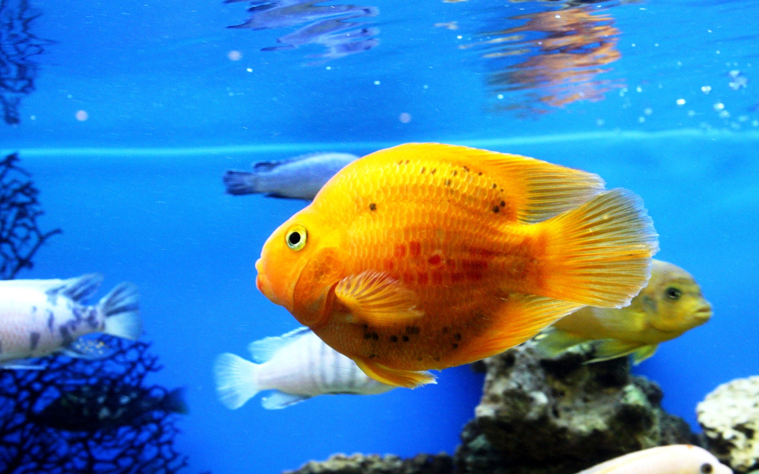 Cool Fish Backgrounds ·① WallpaperTag