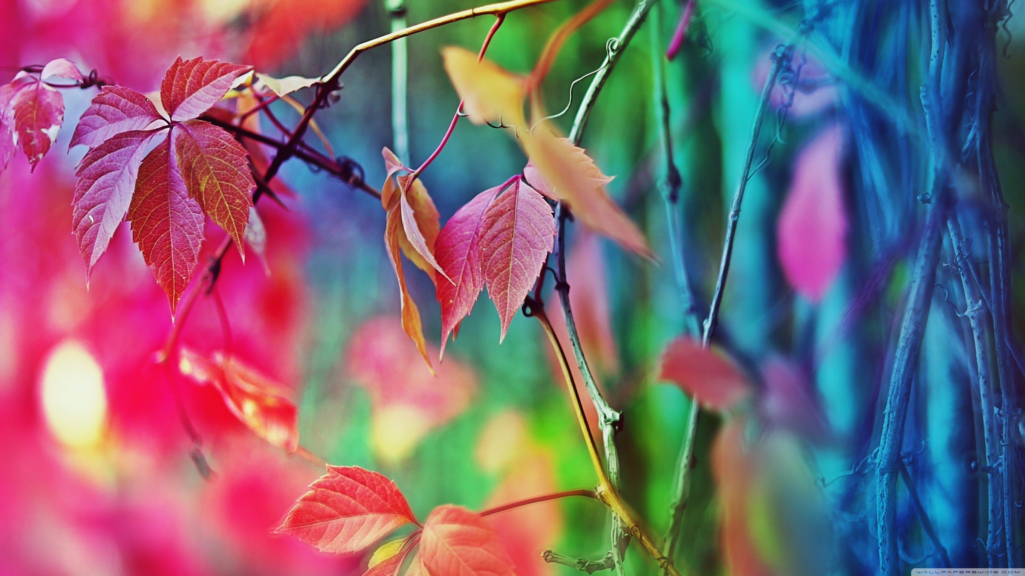 Autumn leaves, Branches, Bokeh, Pink and teal, 16:9 2K, widescreen wallpaper
