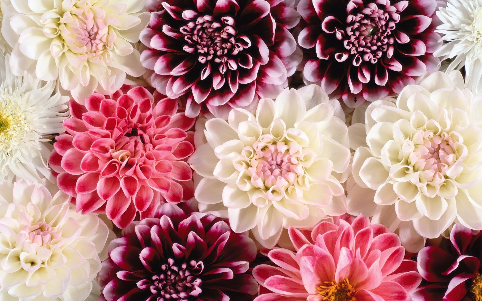 Free Floral Background Wallpaper