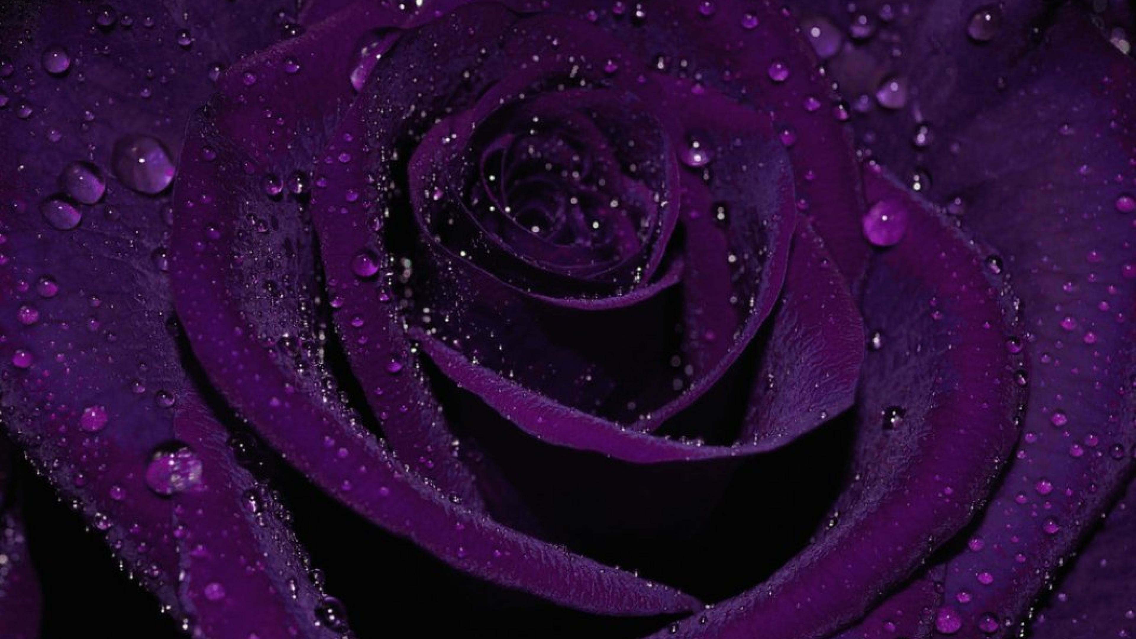 Purple Roses Wallpapers ·① WallpaperTag