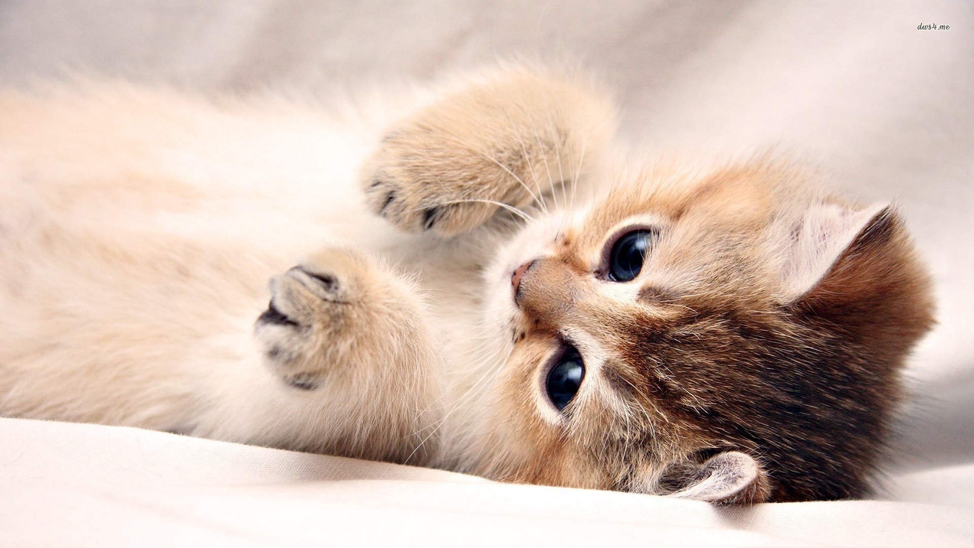 cute kitty wallpapers Cute kitten wallpapers ·① wallpapertag