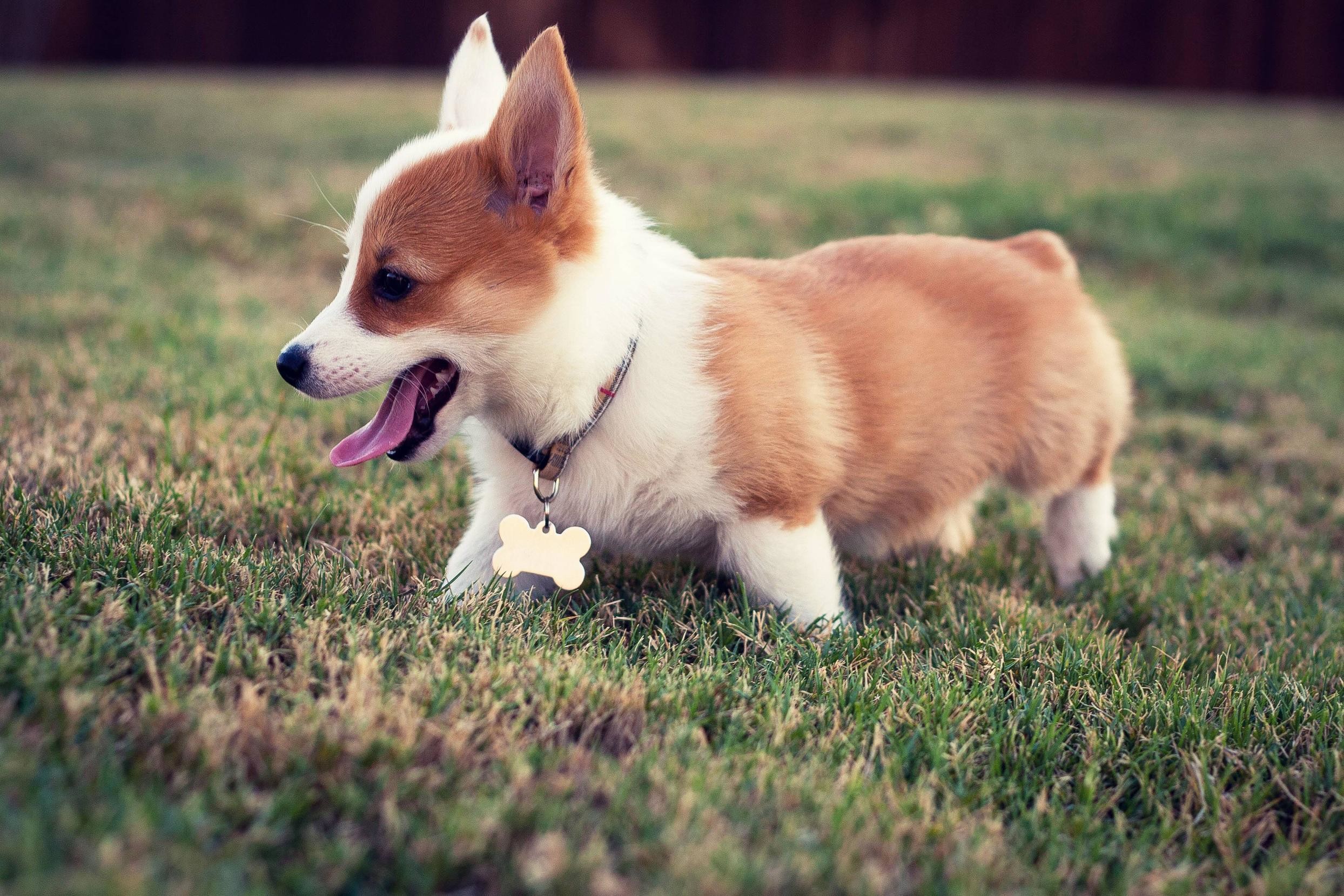  Corgi  Puppy  Wallpapers    WallpaperTag