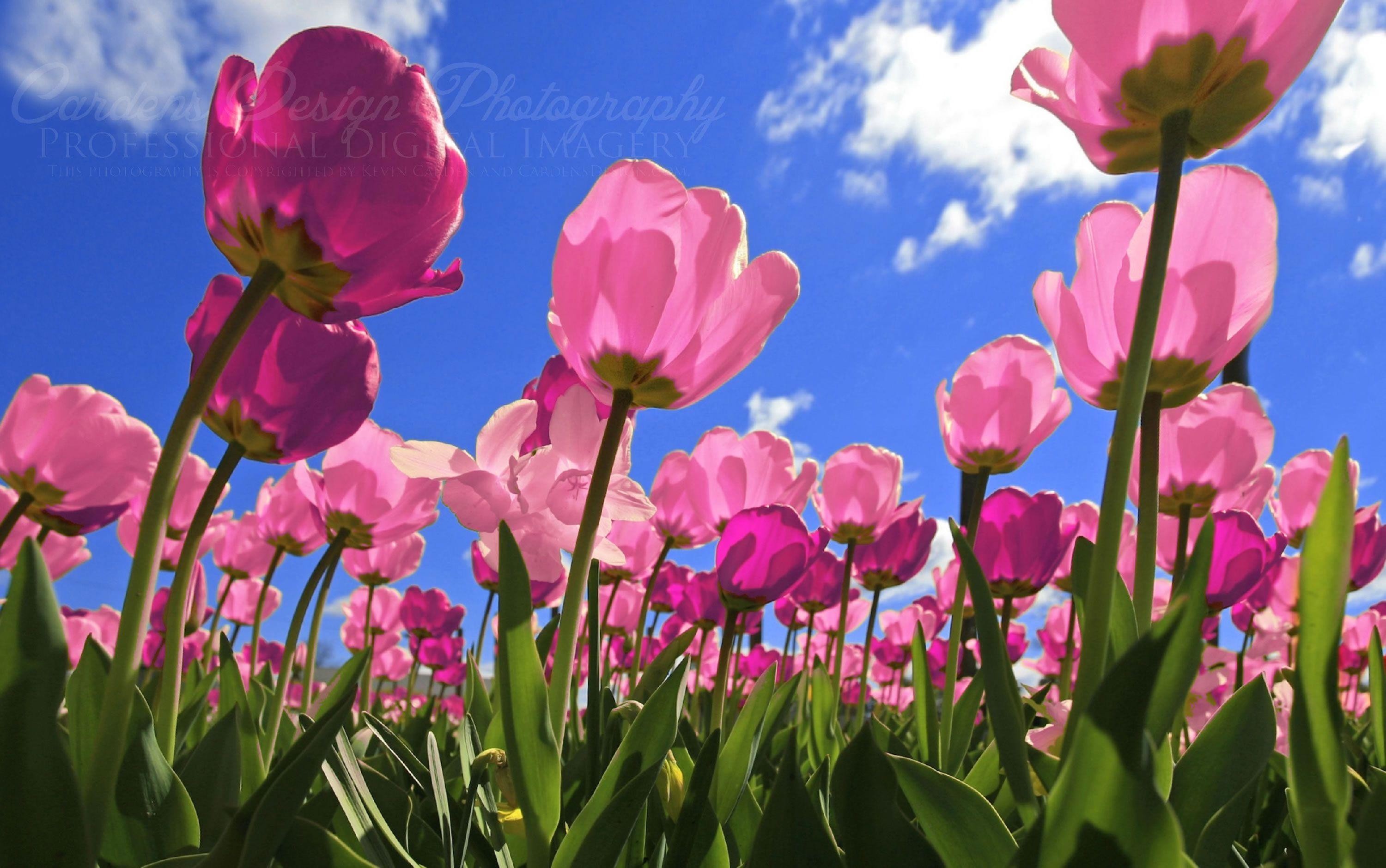15 Best spring wallpaper tulips You Can Use It At No Cost - Aesthetic Arena