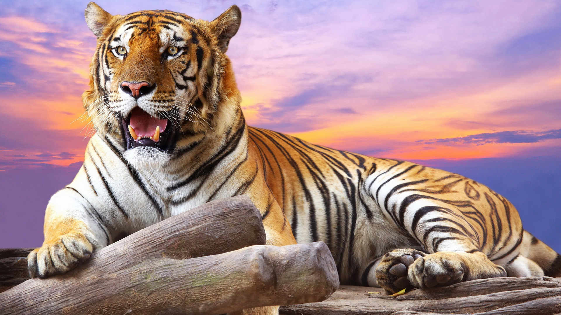 Tiger HD Wallpaper ·① WallpaperTag