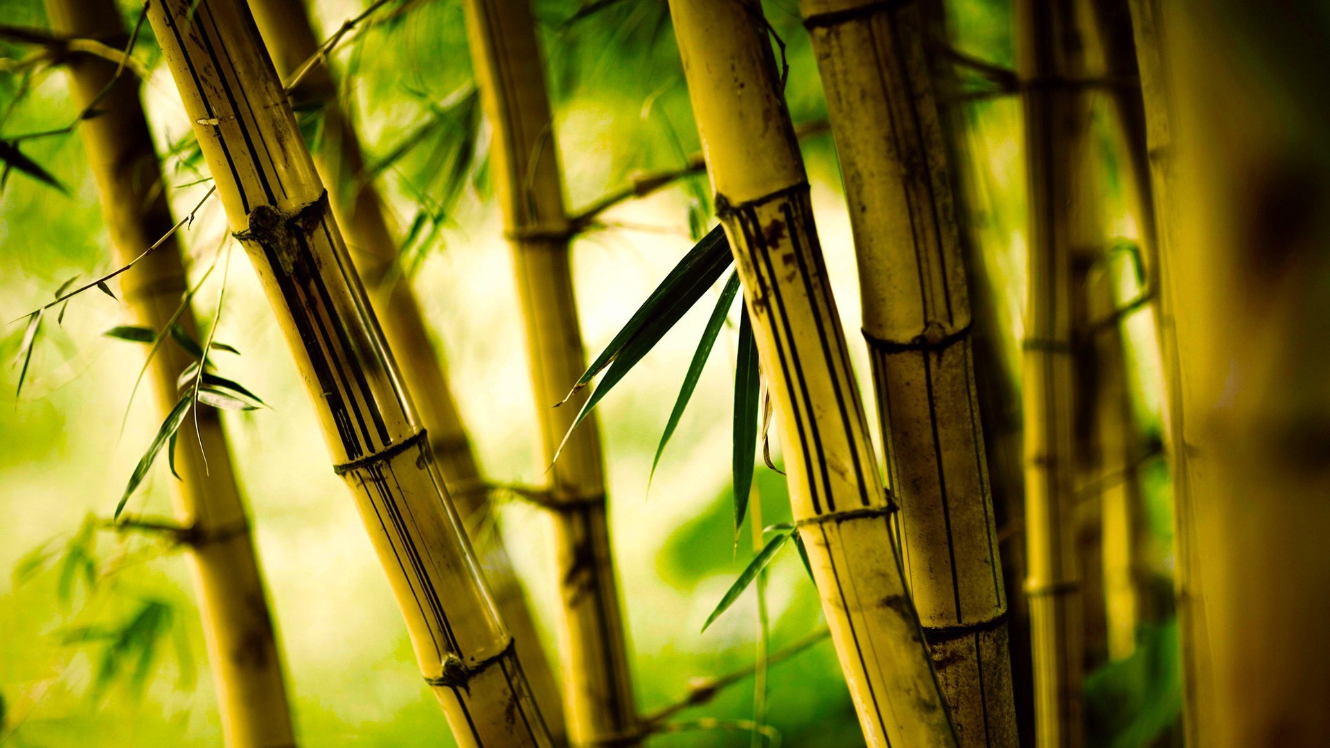  Bamboo  Desktop Wallpaper    WallpaperTag