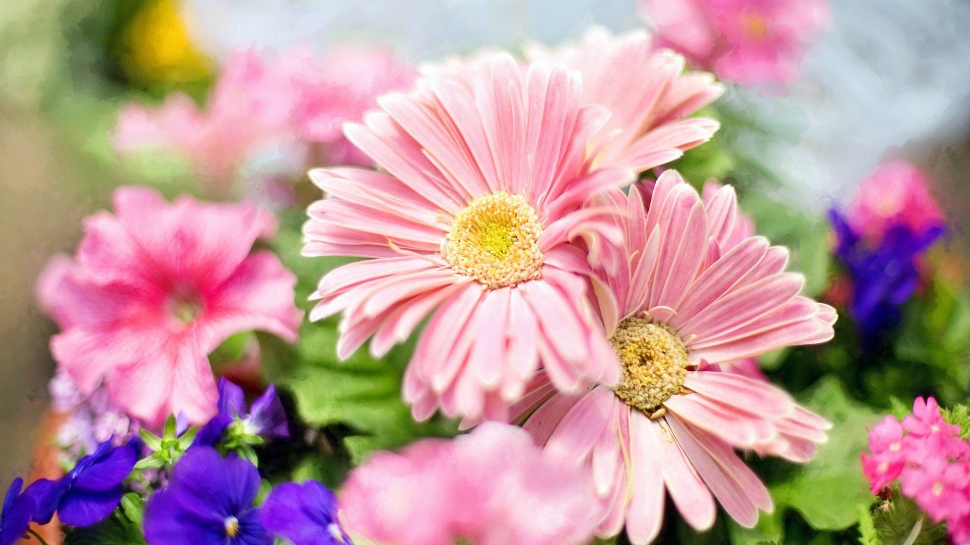 Beautiful Flower Wallpapers For Facebook|http ...