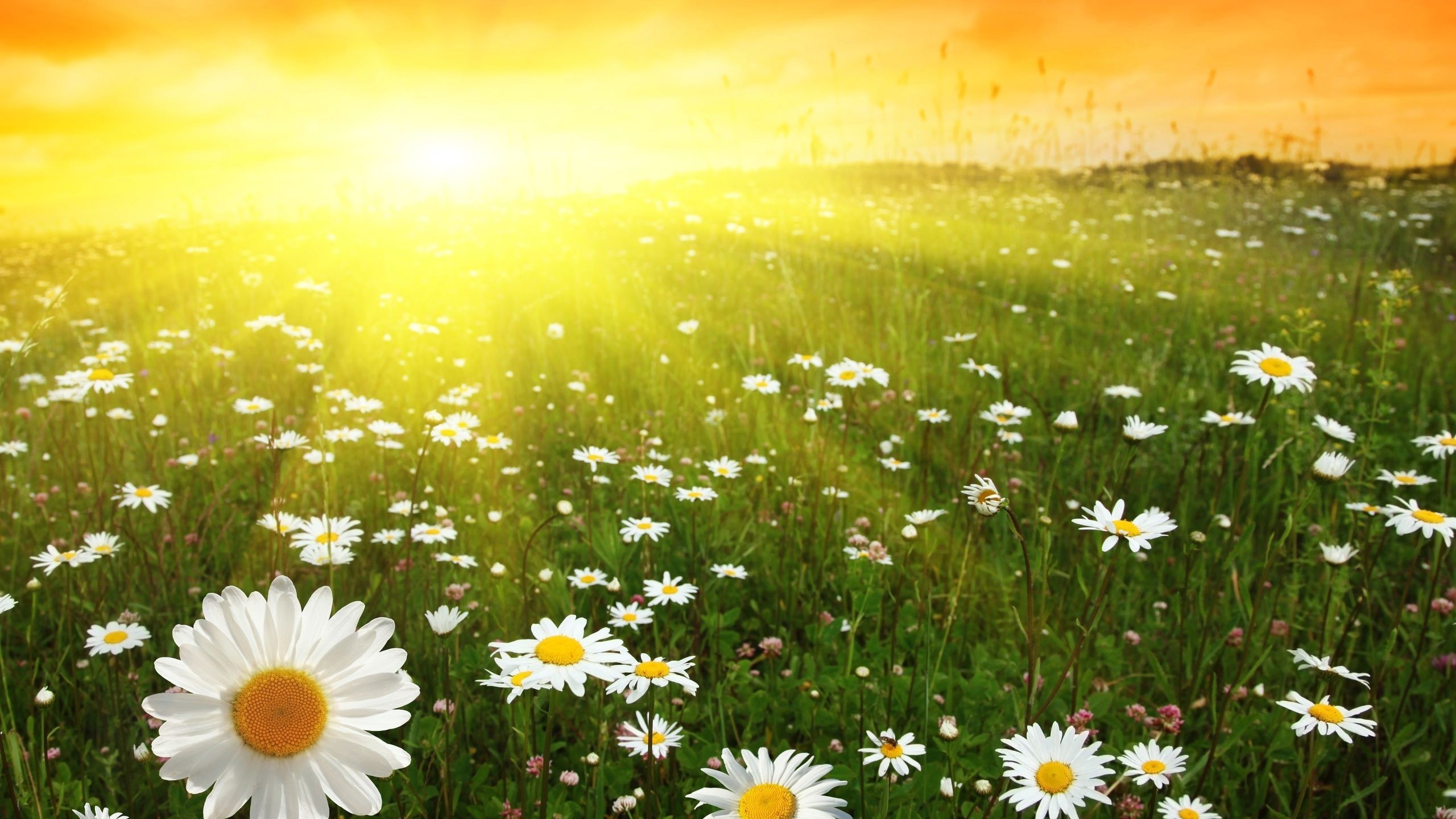 Sunny background ·① Download free awesome High Resolution wallpapers