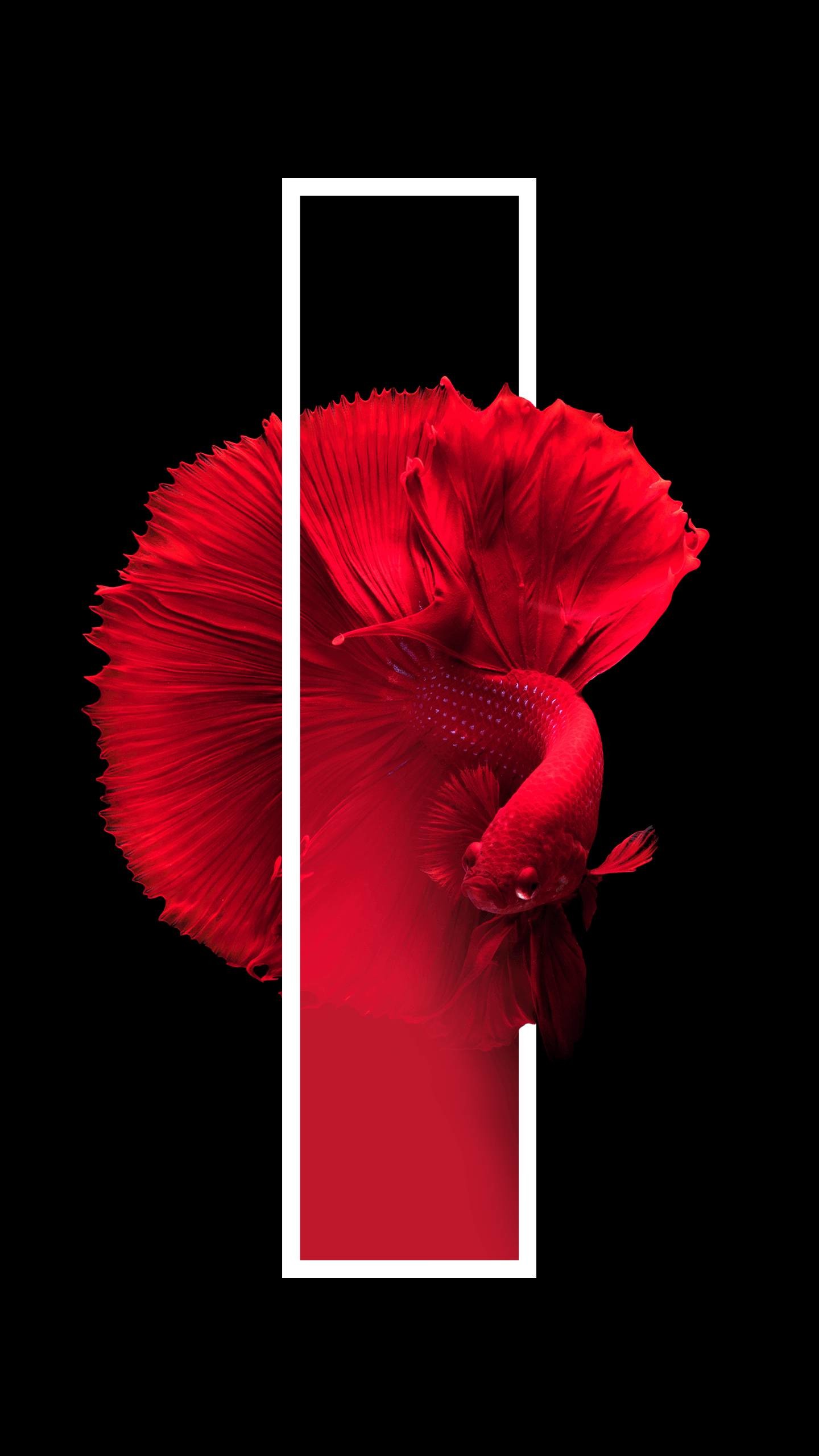 Red Flower Black Background ·① WallpaperTag