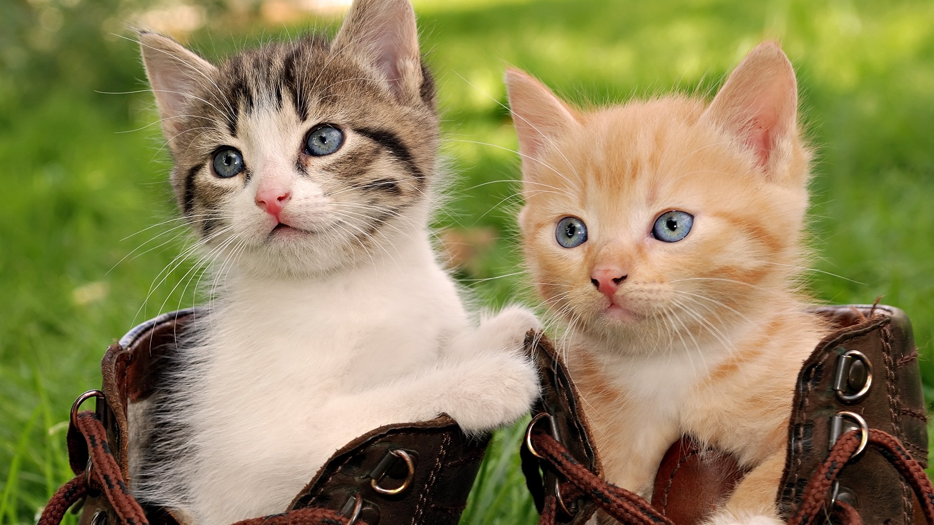 Cats Wallpaper Download Free HD Wallpapers Of Cats For Desktop 