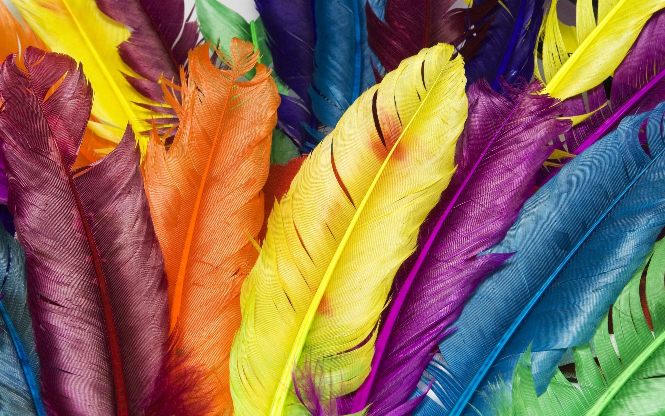 Feathers, Colorful plumage, Rainbow colors, 2560x1600, PC wallpaper