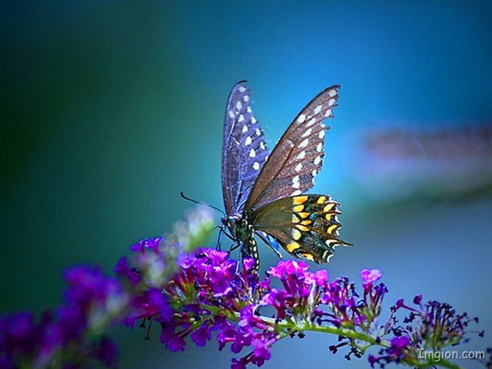 pc wallpaper hd 1080p butterfly