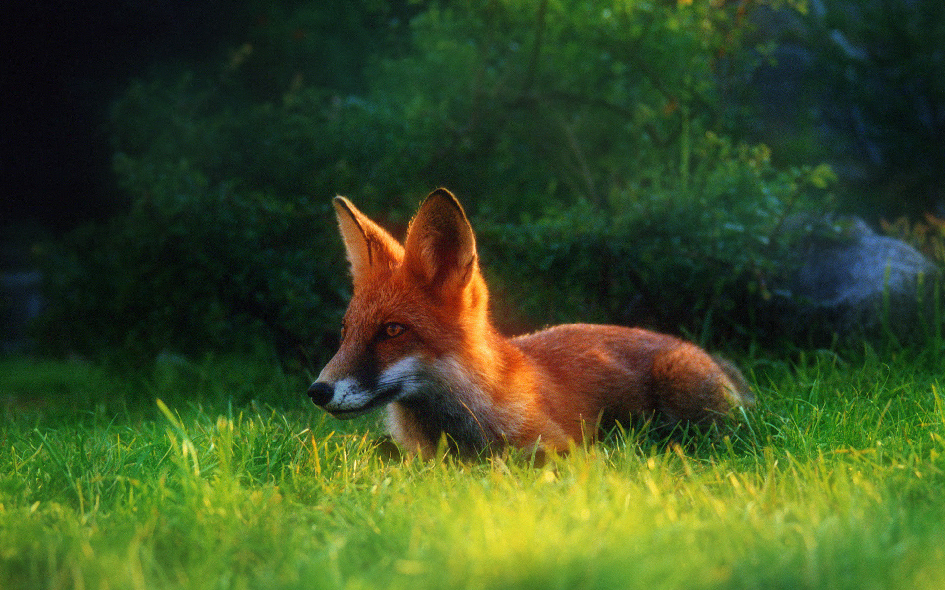 Wildlife Backgrounds For Desktop ①