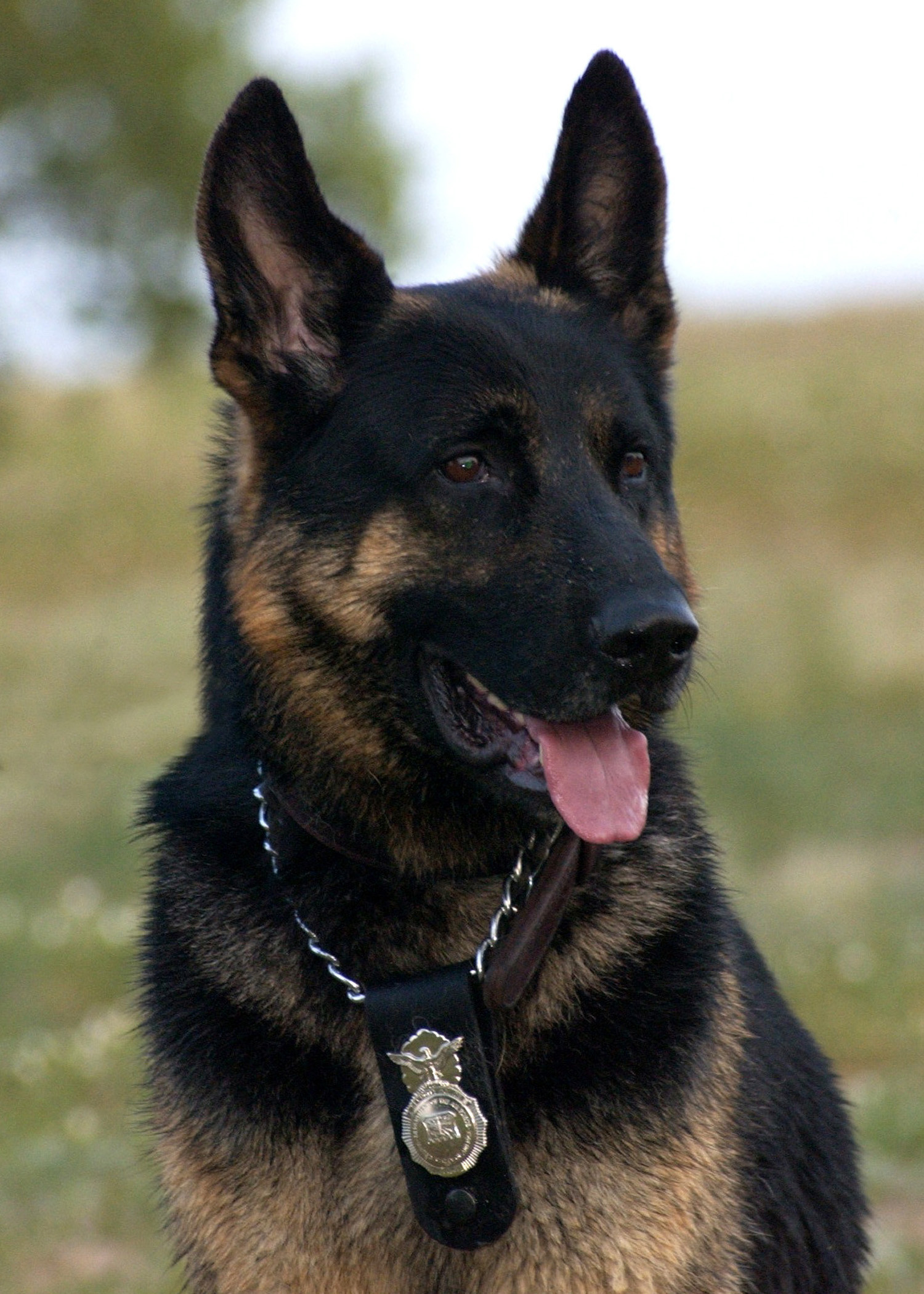 German Shepherd Police Dog Wallpaper ·① WallpaperTag