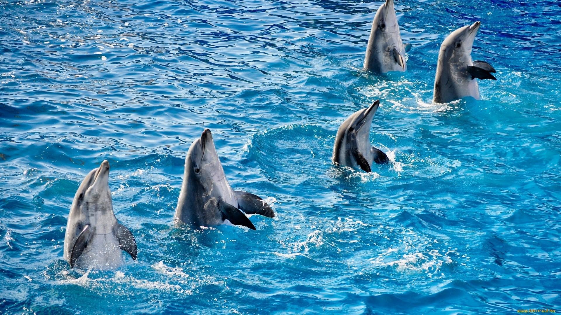 Bottlenose dolphins, Pod, Heads above water, 1920x1080, PC wallpaper
