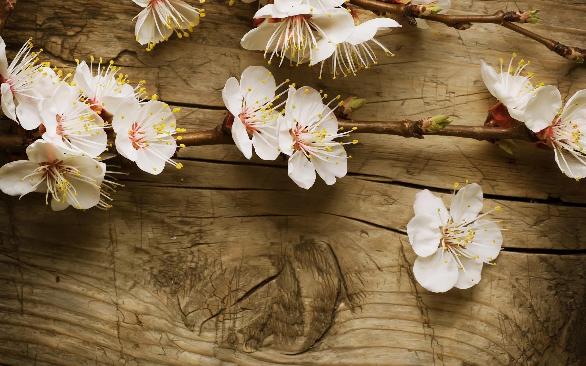 Spring Flowers Background Desktop Wallpapertag