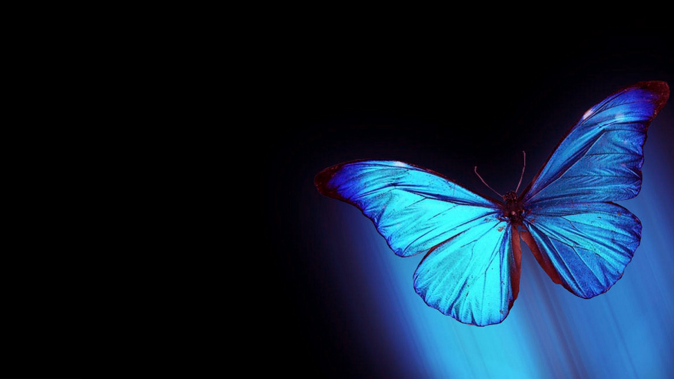 Blue Butterfly Wallpaper For Computer