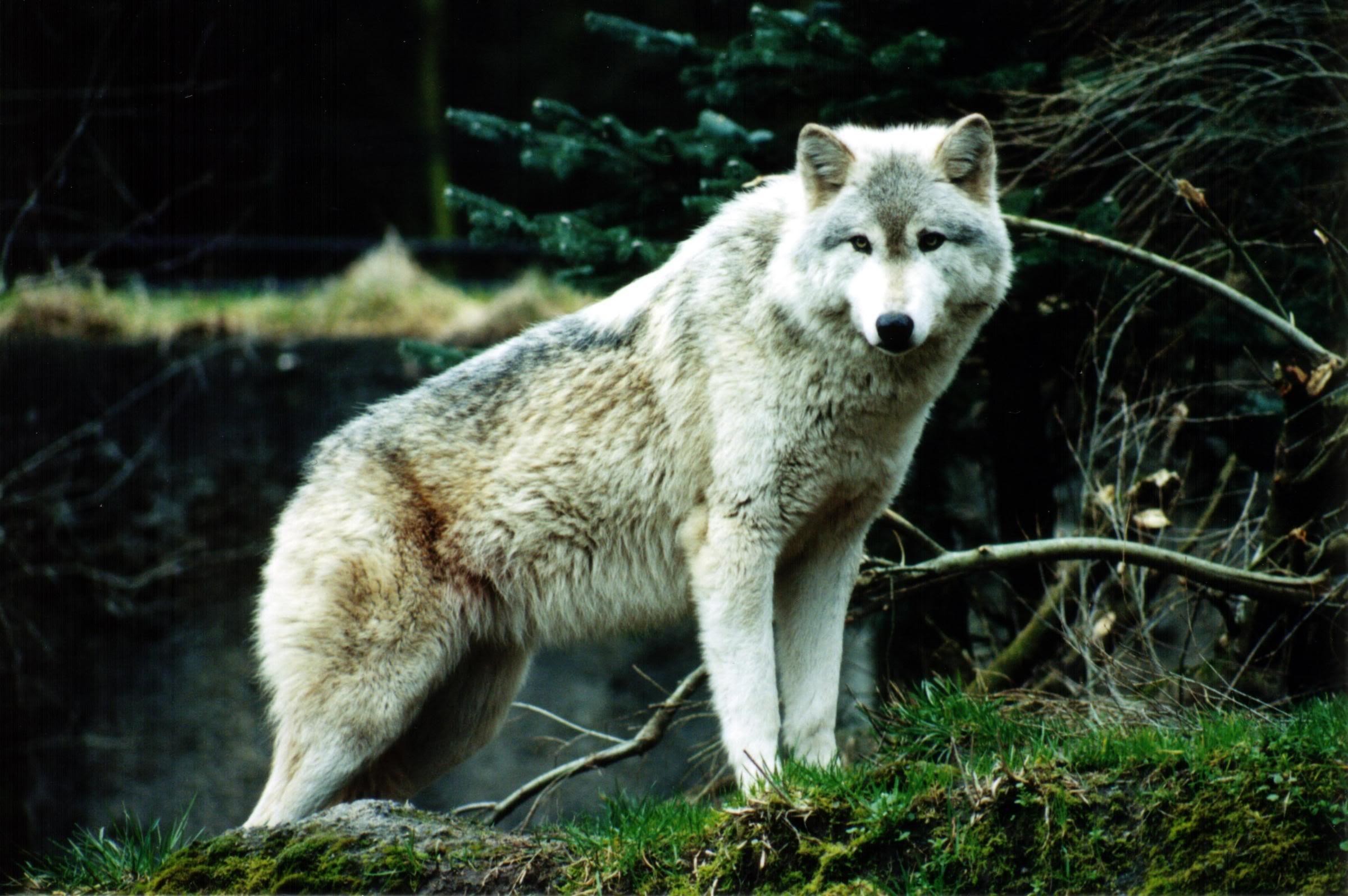 Самый красивый фото волка
