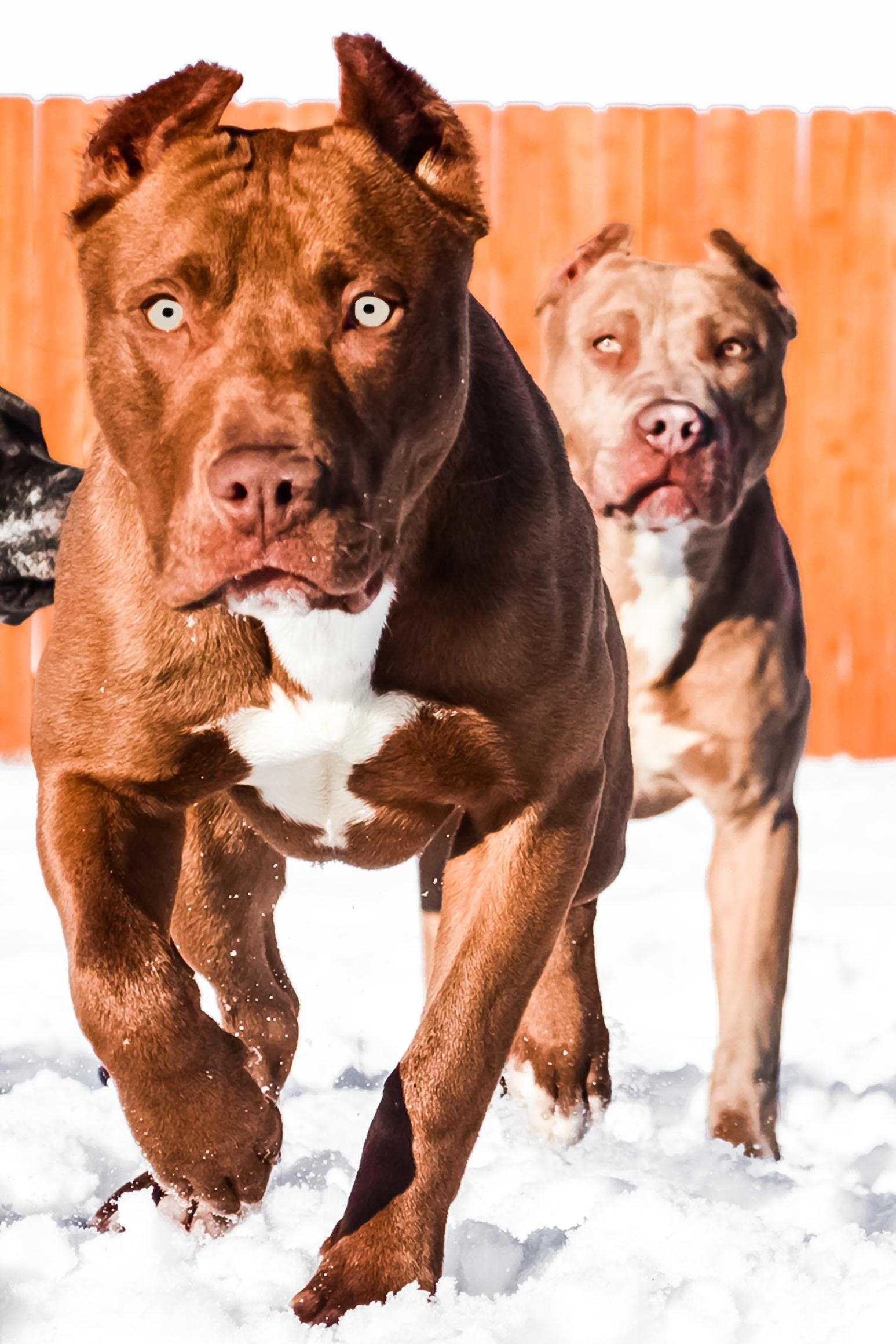 rednose pitbull