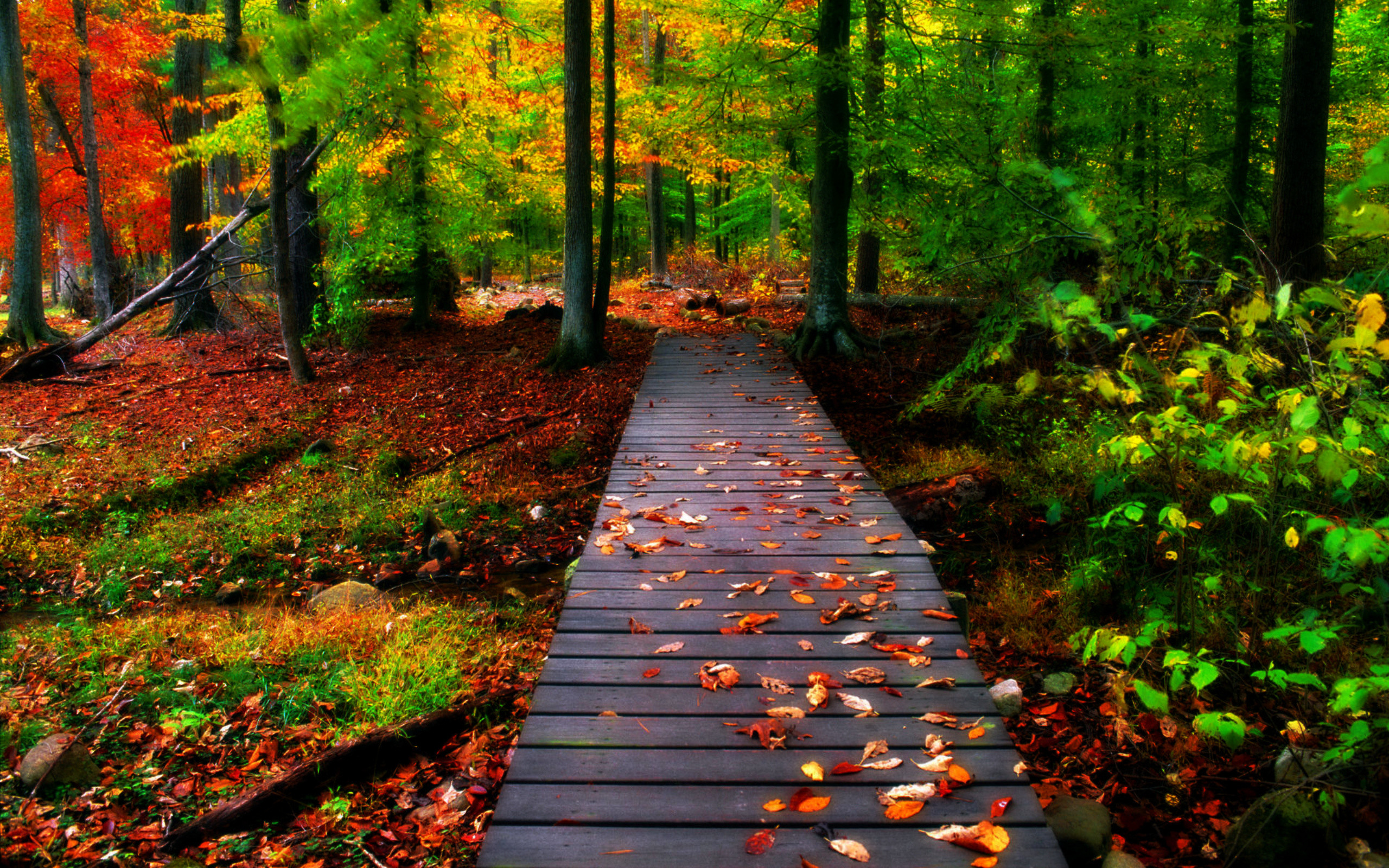 Fall Nature Desktop