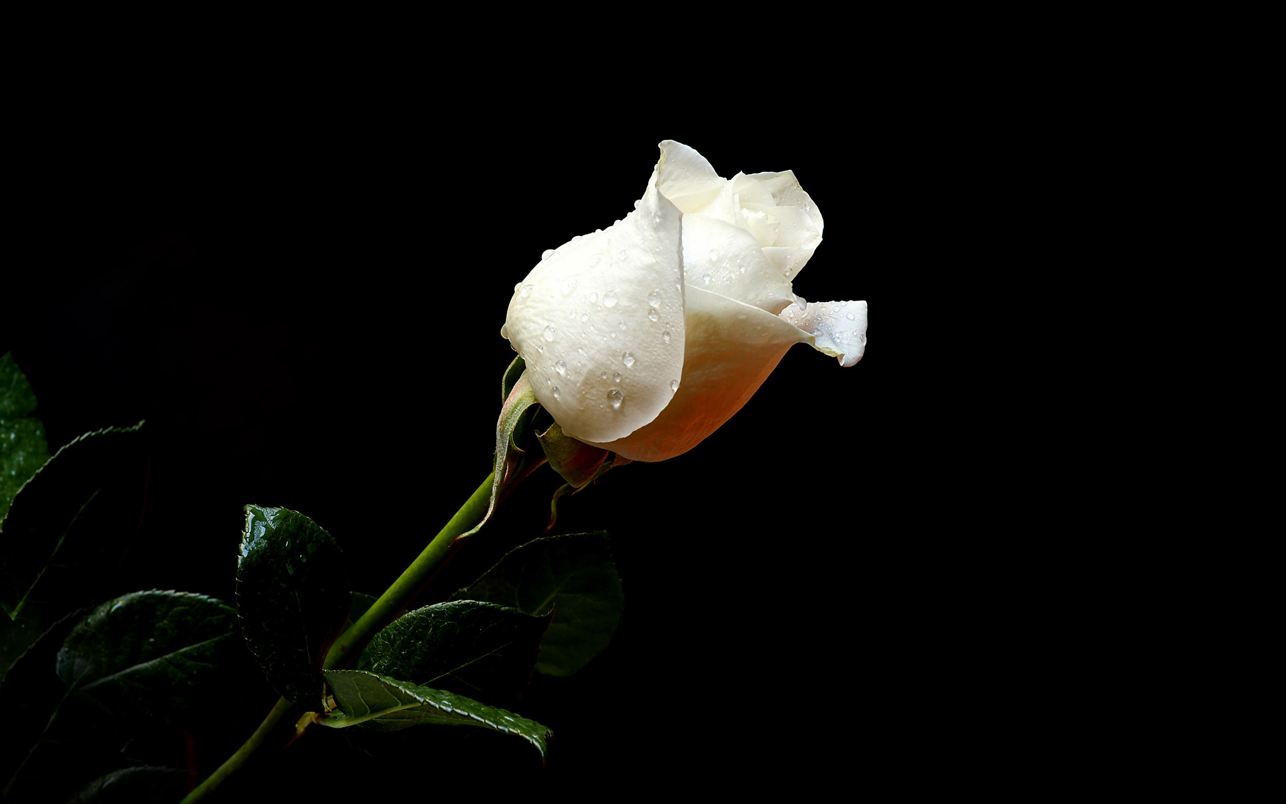 White rose, Rose bud, Black background, Water drops, Minimalist, 2K desktop wallpaper