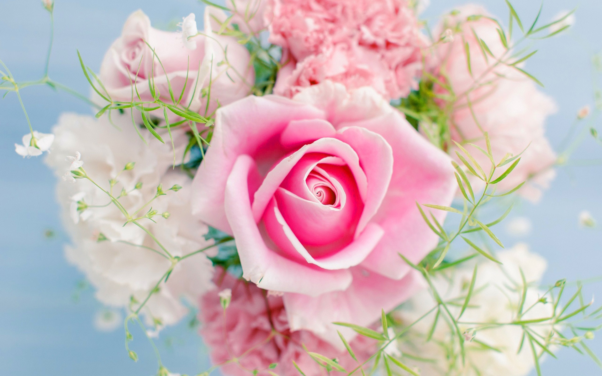 Beautiful Roses Wallpapers ·① WallpaperTag