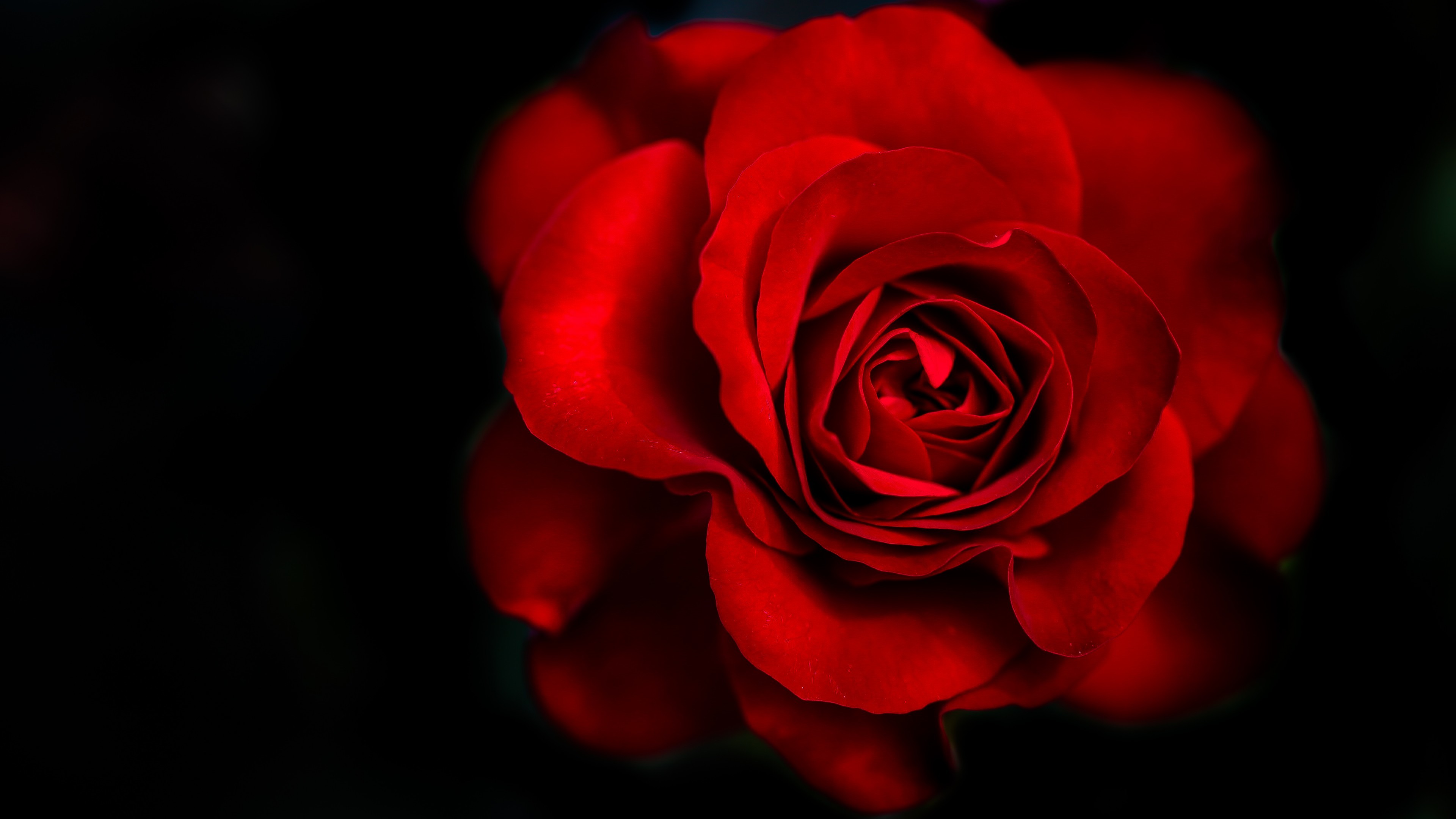 Red Rose on Black Background ·① WallpaperTag