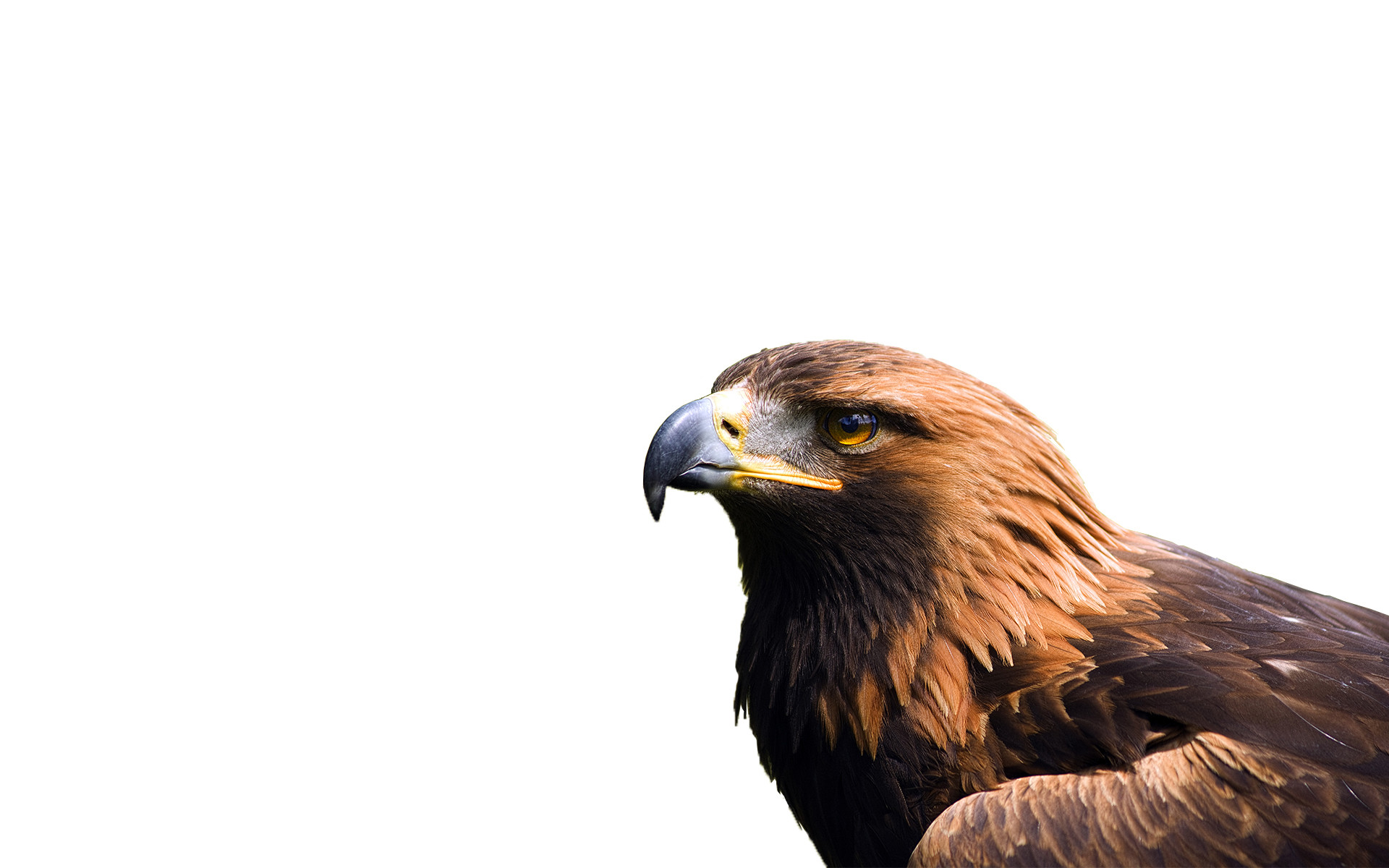  Eagle  Background Pictures   WallpaperTag