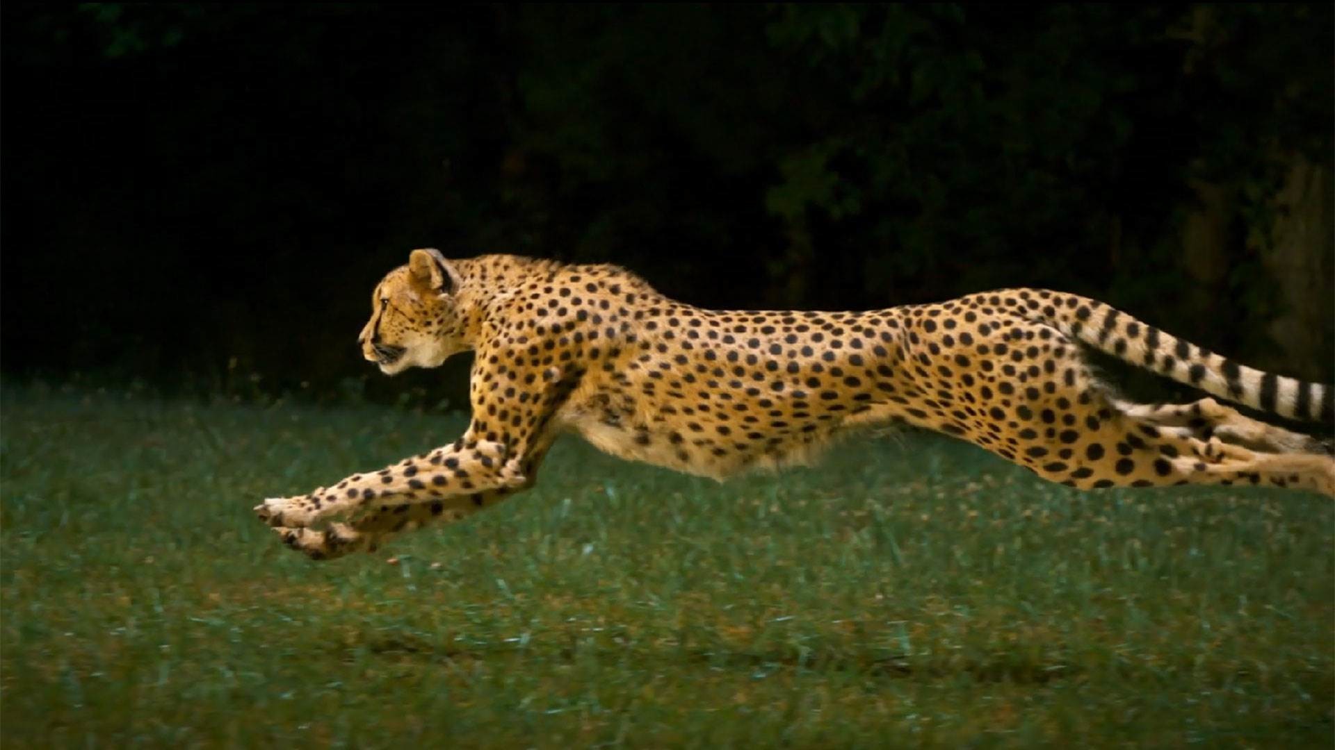 Очень много крупных и быстрых животных. Животные в движении. Гепард в прыжке. Гепард бежит. Леопард.