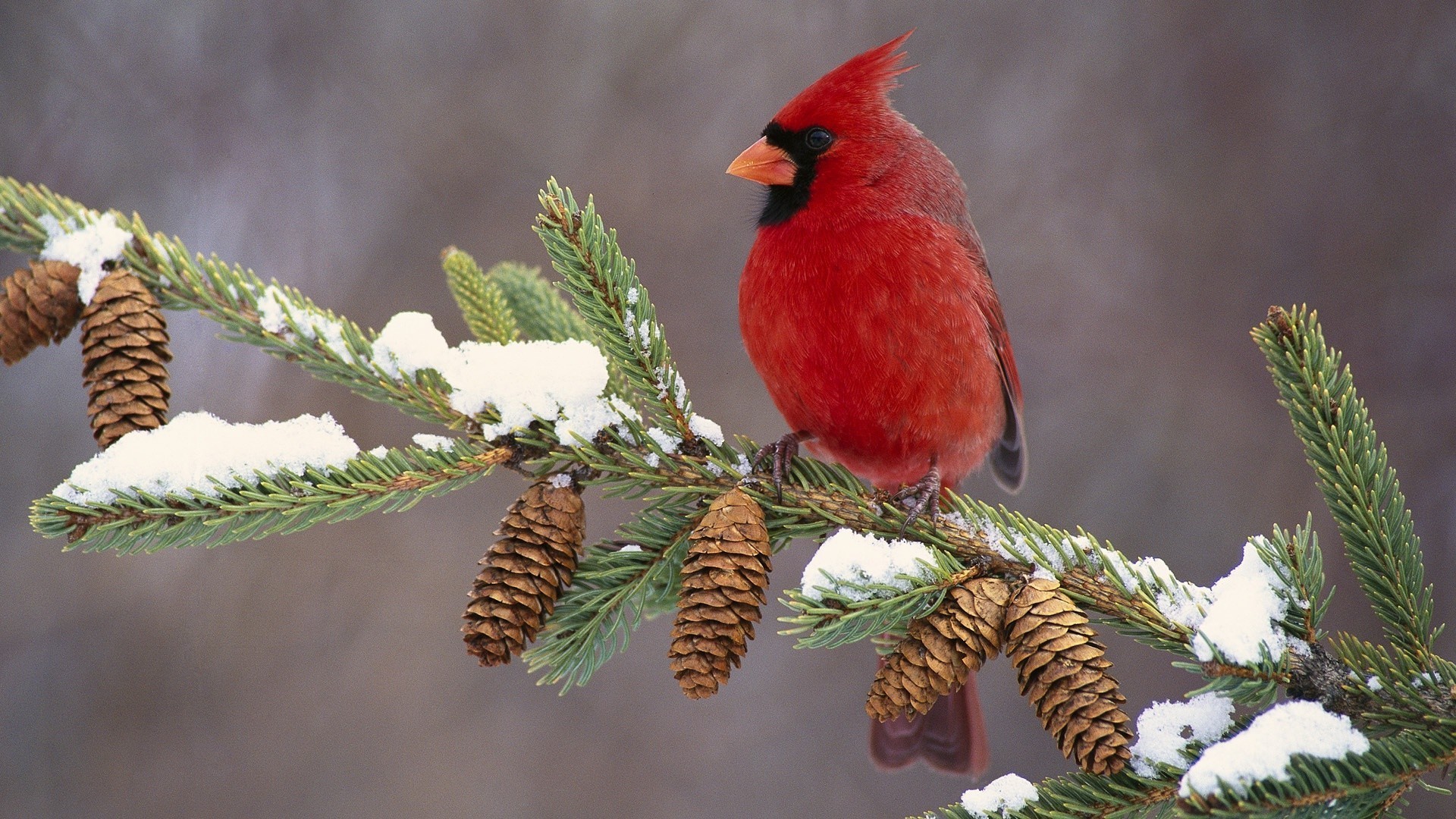 Cardinal Bird Wallpaper ·① WallpaperTag