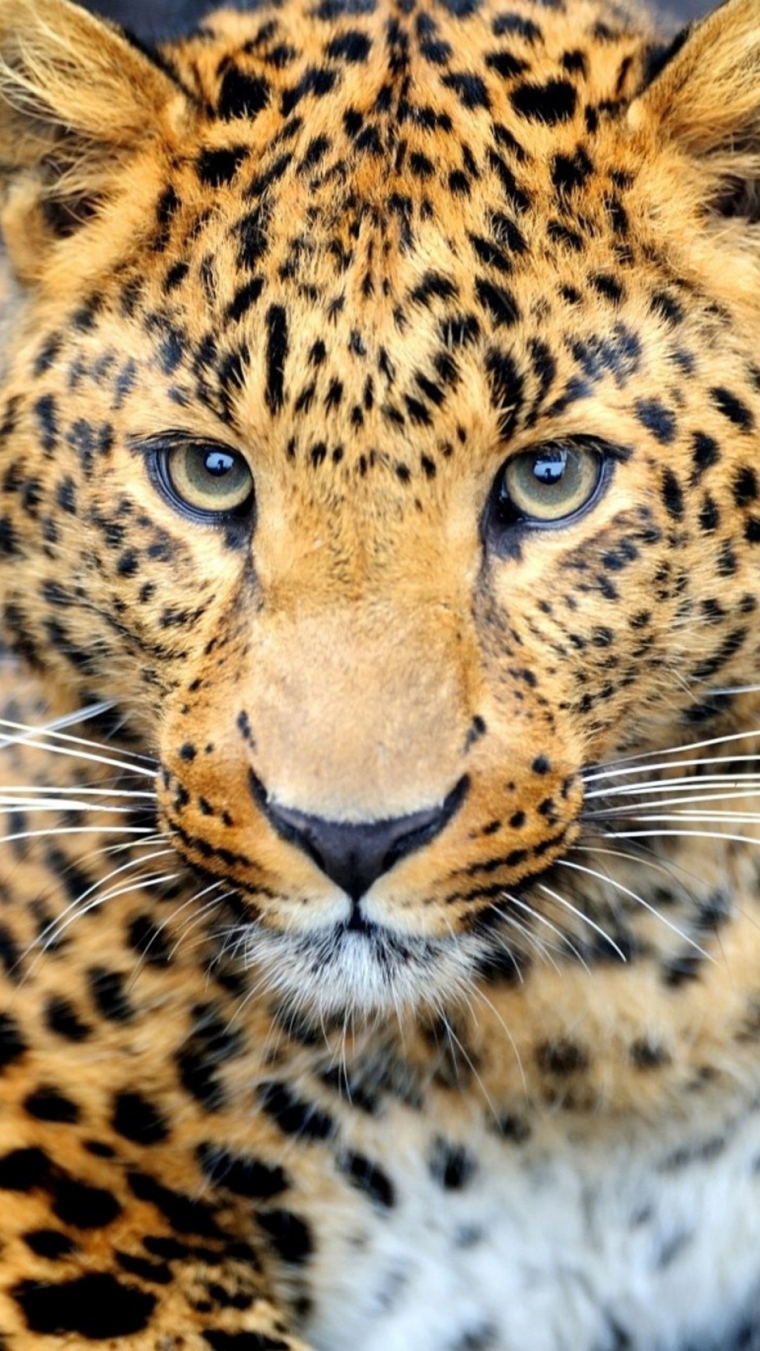Cheetah Background Images ·① WallpaperTag