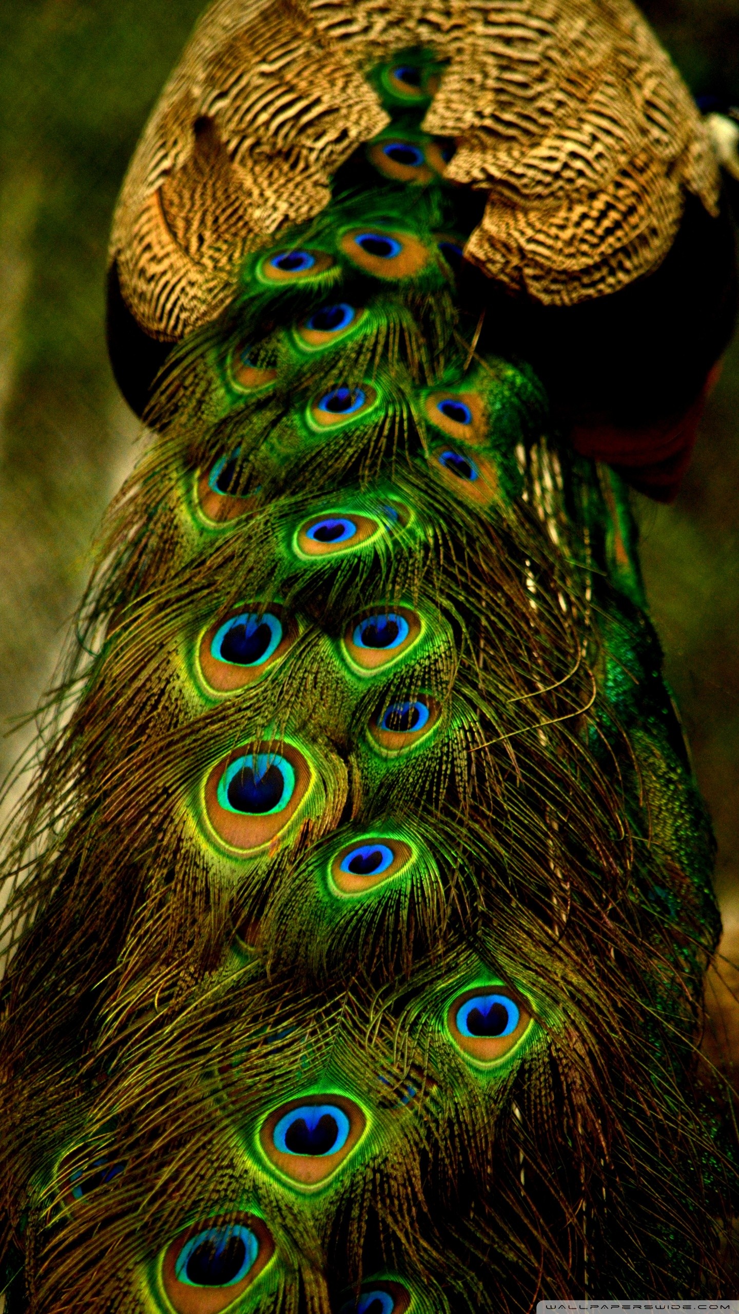 Peacock Feathers Wallpapers ·① WallpaperTag