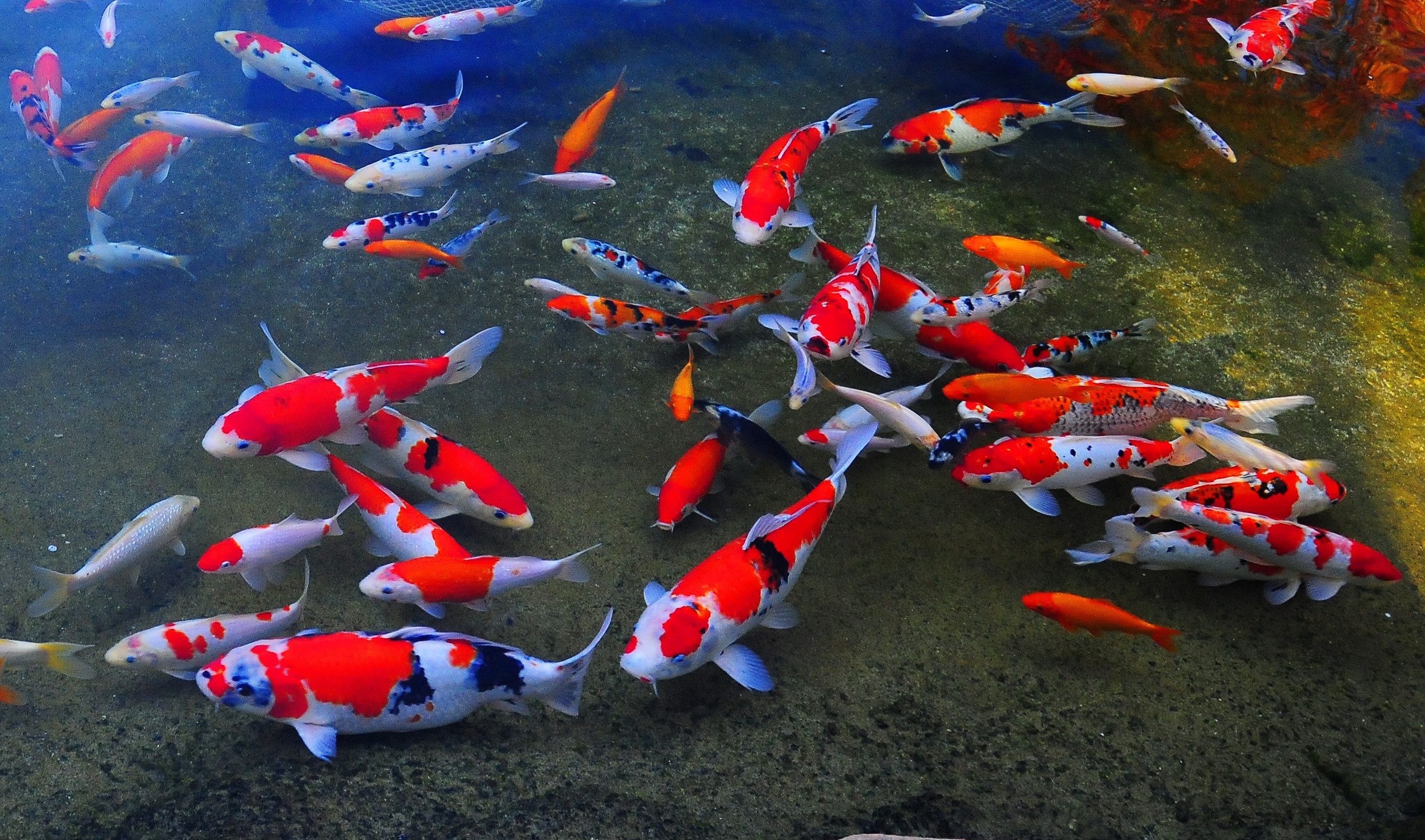Koi Fish Wallpapers WallpaperTag Koi Fish Wallpapers WallpaperTag