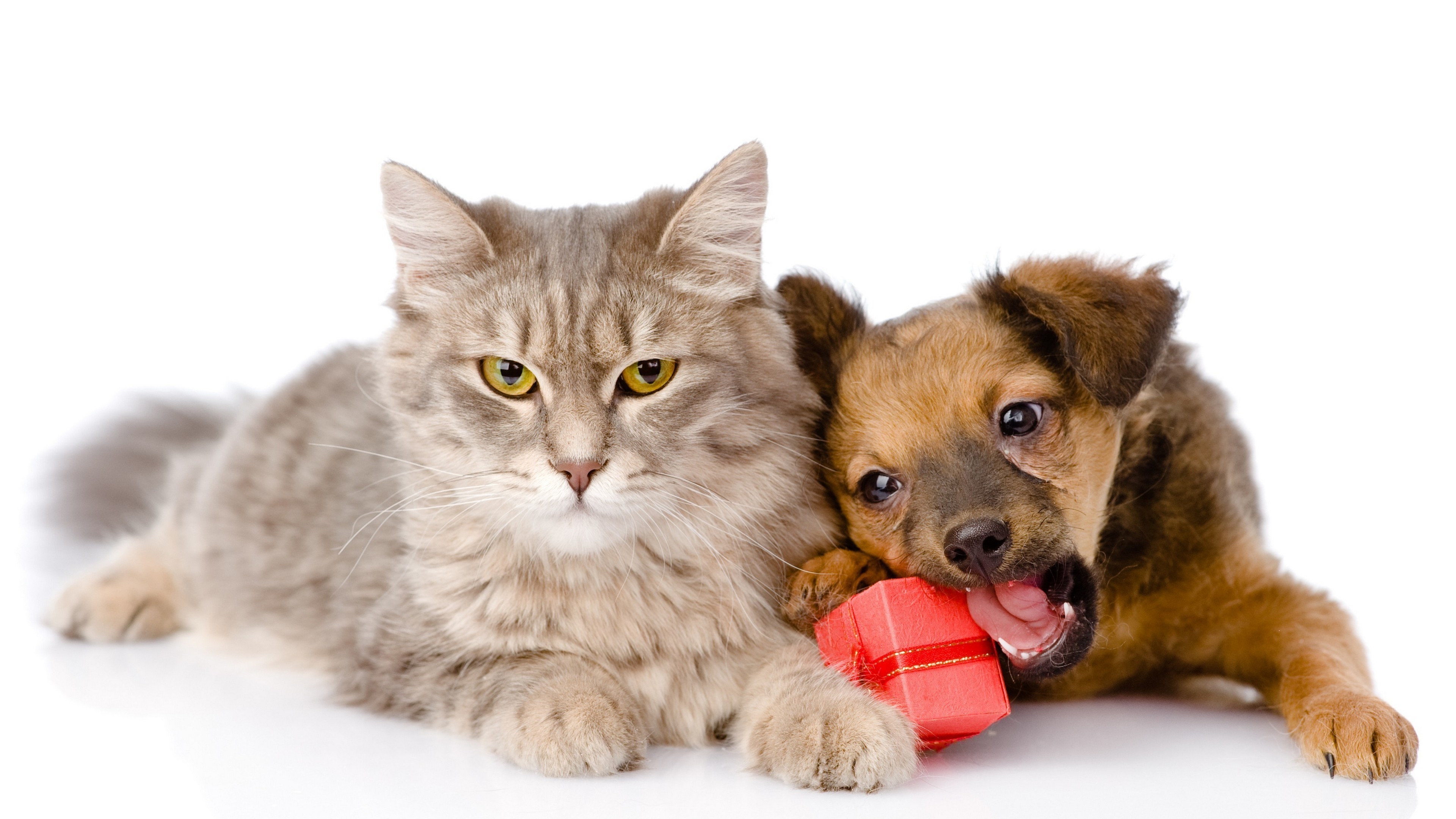 Cat And Dog Wallpaper ①