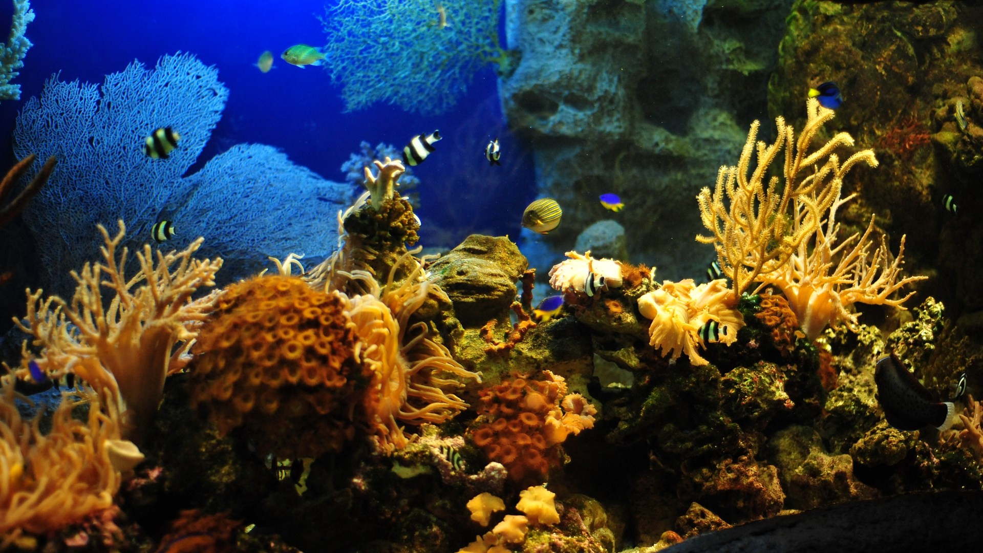  Aquarium  background   Download free wallpapers  for 