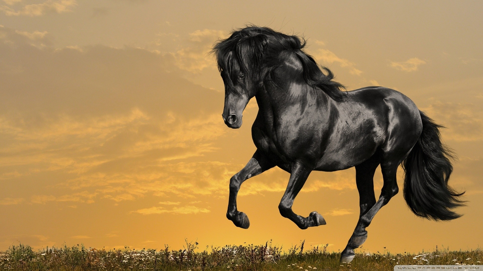 Black Horse Wallpaper ①