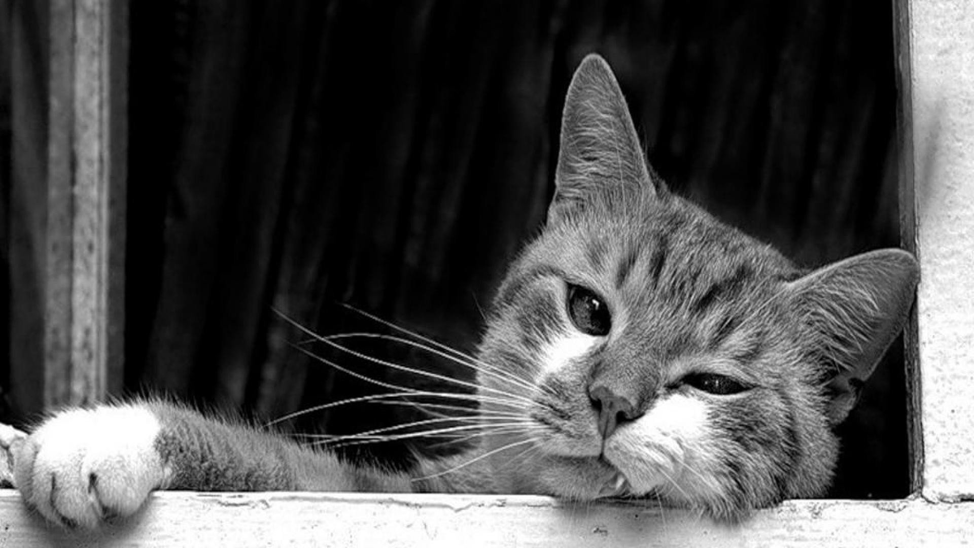 19+ Black And White Kitten Wallpaper - Furry Kittens