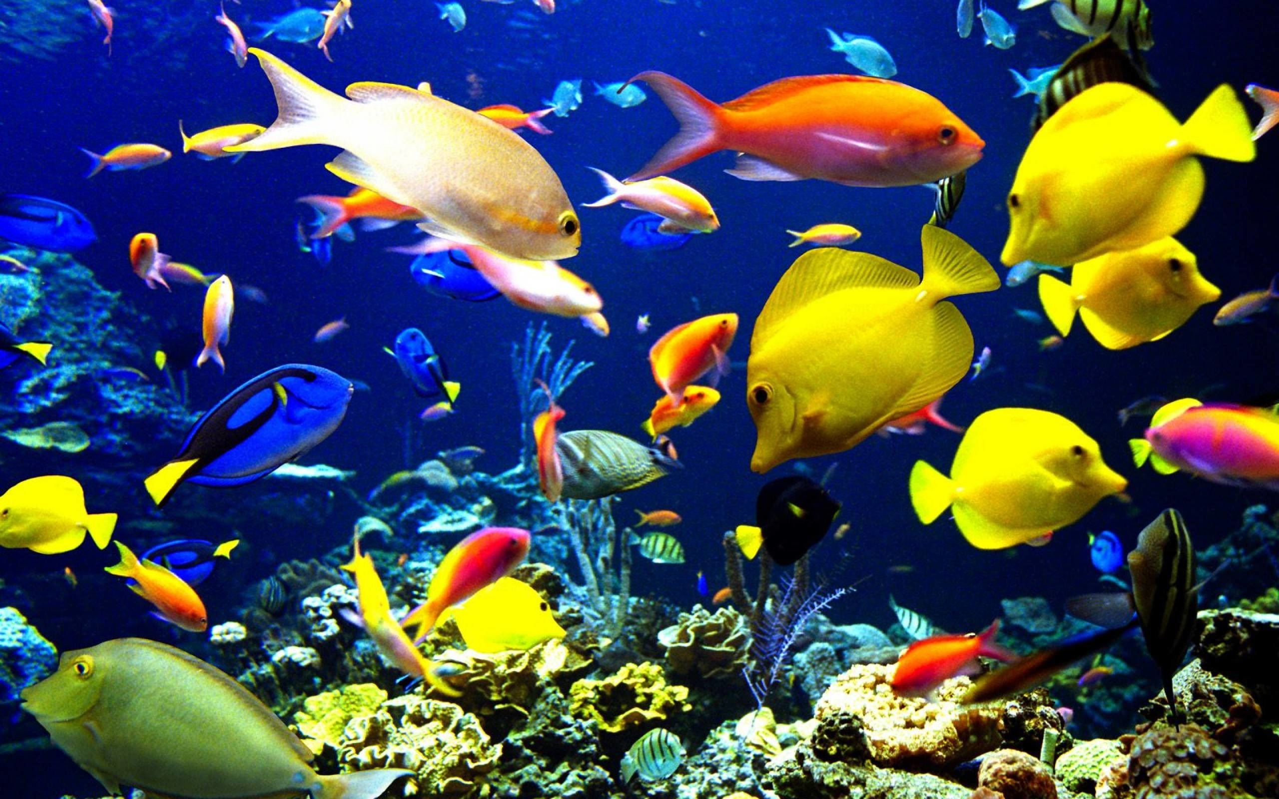 Обои на стол рыбки. Подводный мир. Тропические рыбки. Яркие морские рыбки. Подводный мир океана.