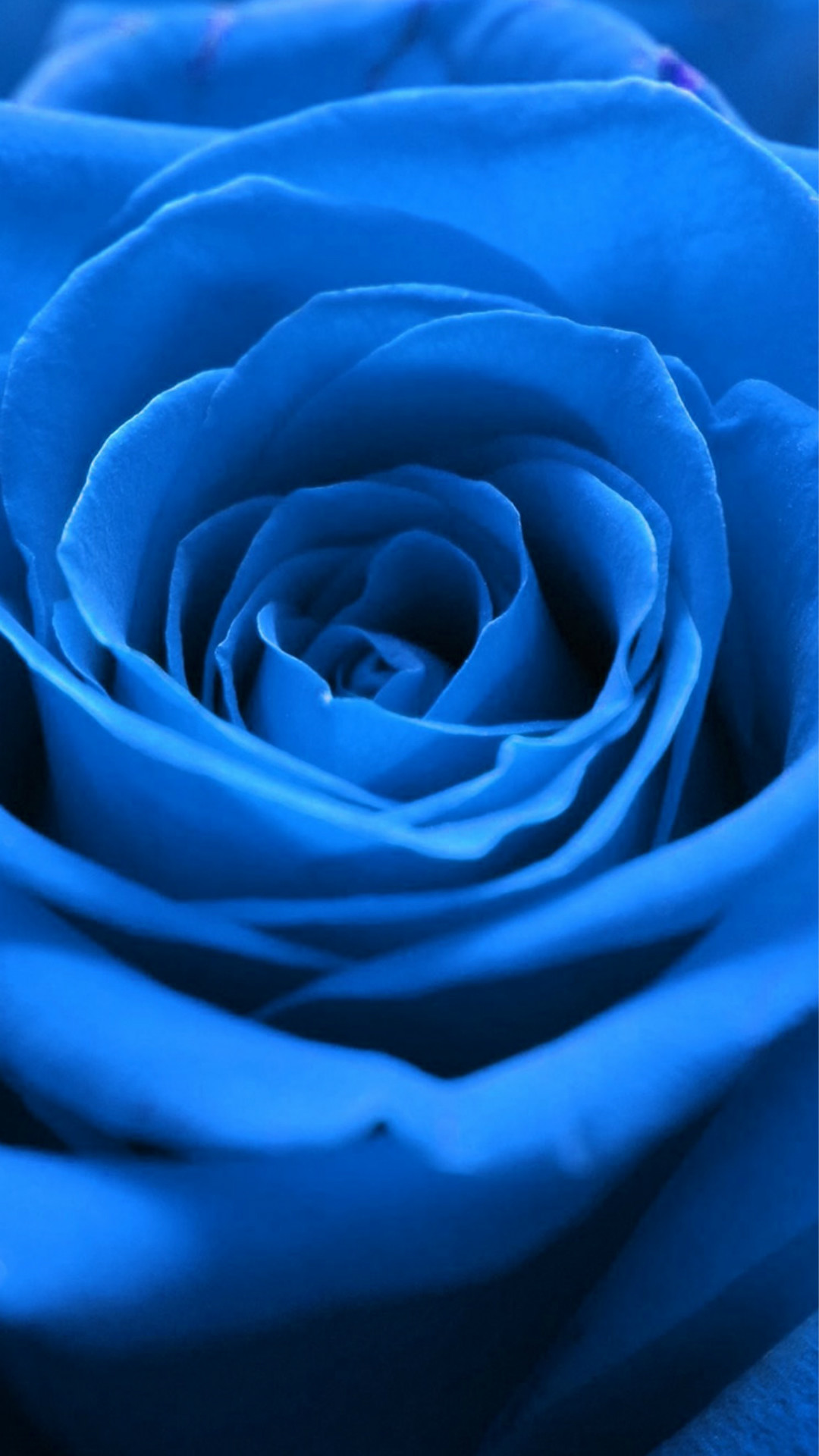 Blue Rose Wallpaper ·① WallpaperTag