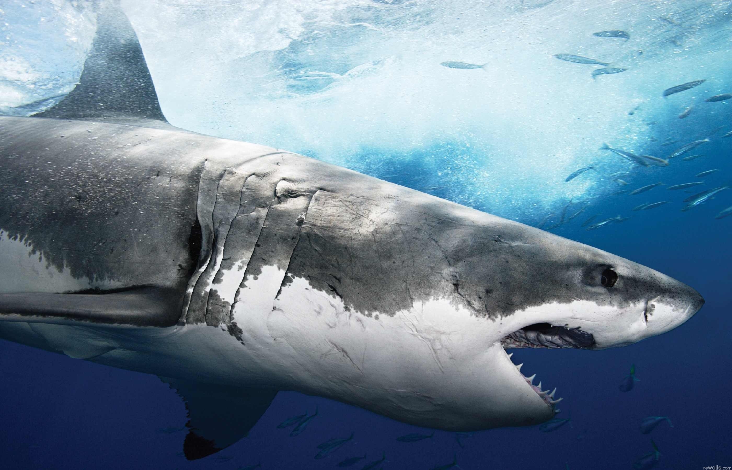 Hd Shark Wallpaper Wallpapertag Images, Photos, Reviews